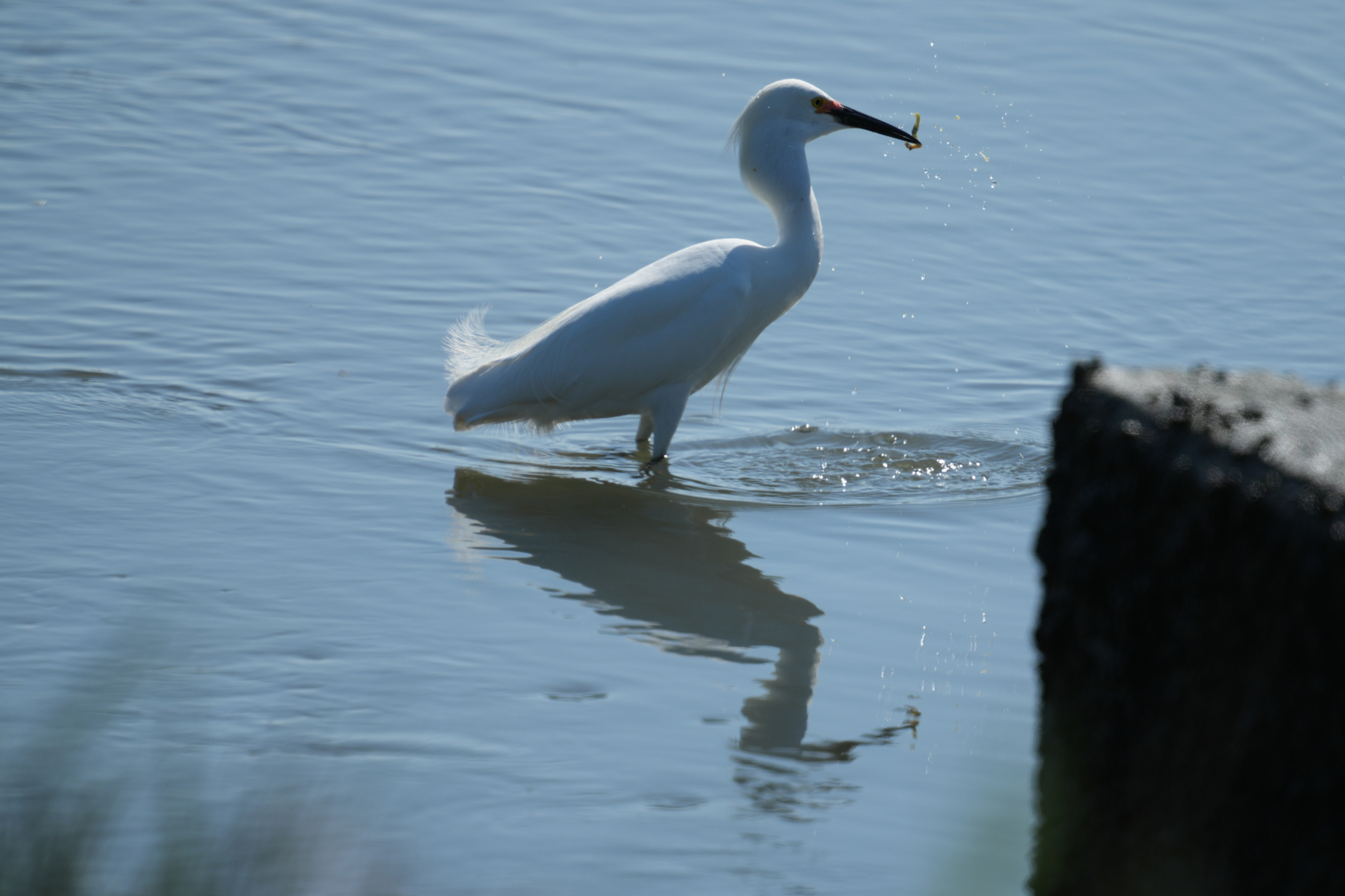 Snowy Egret