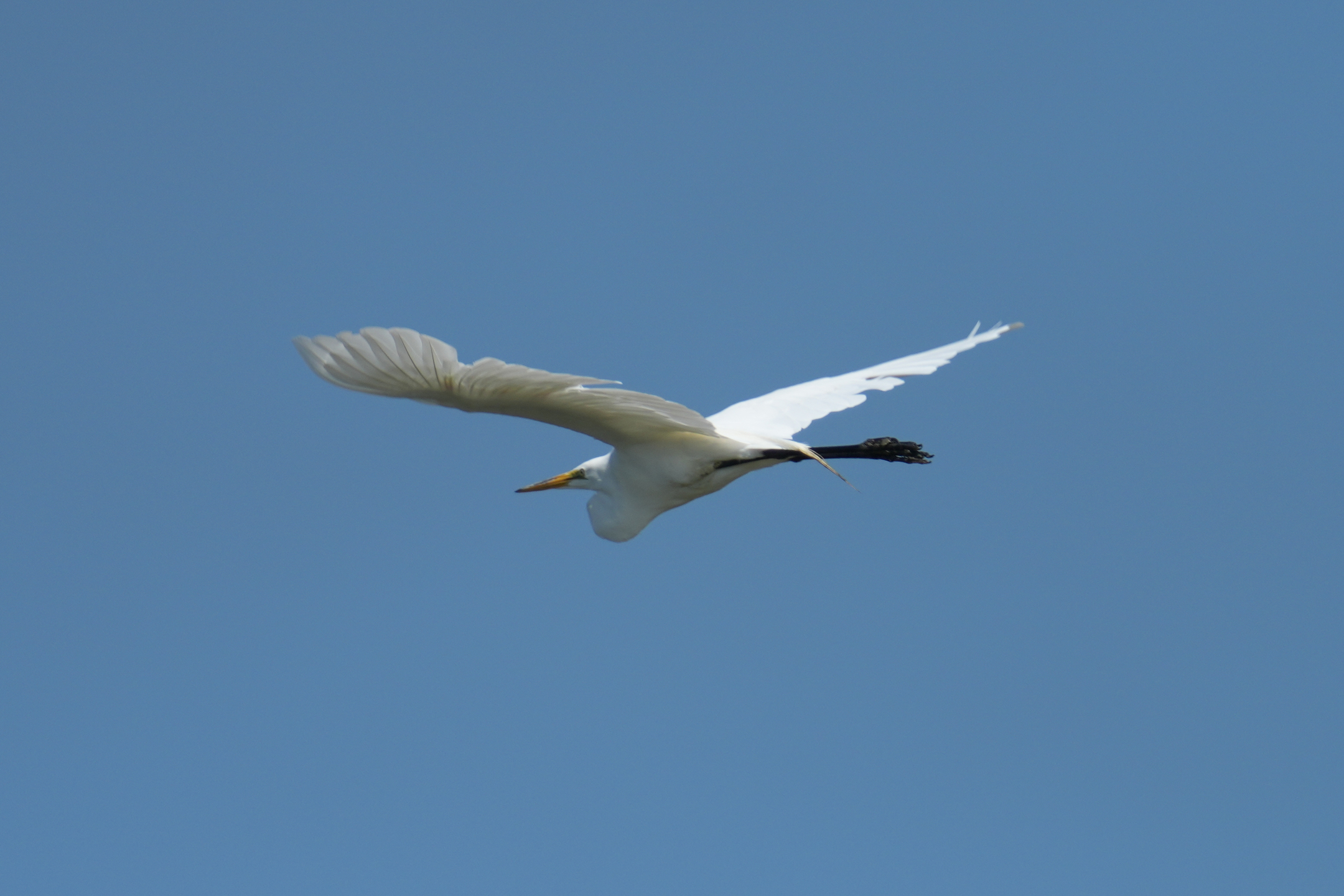Great Egret