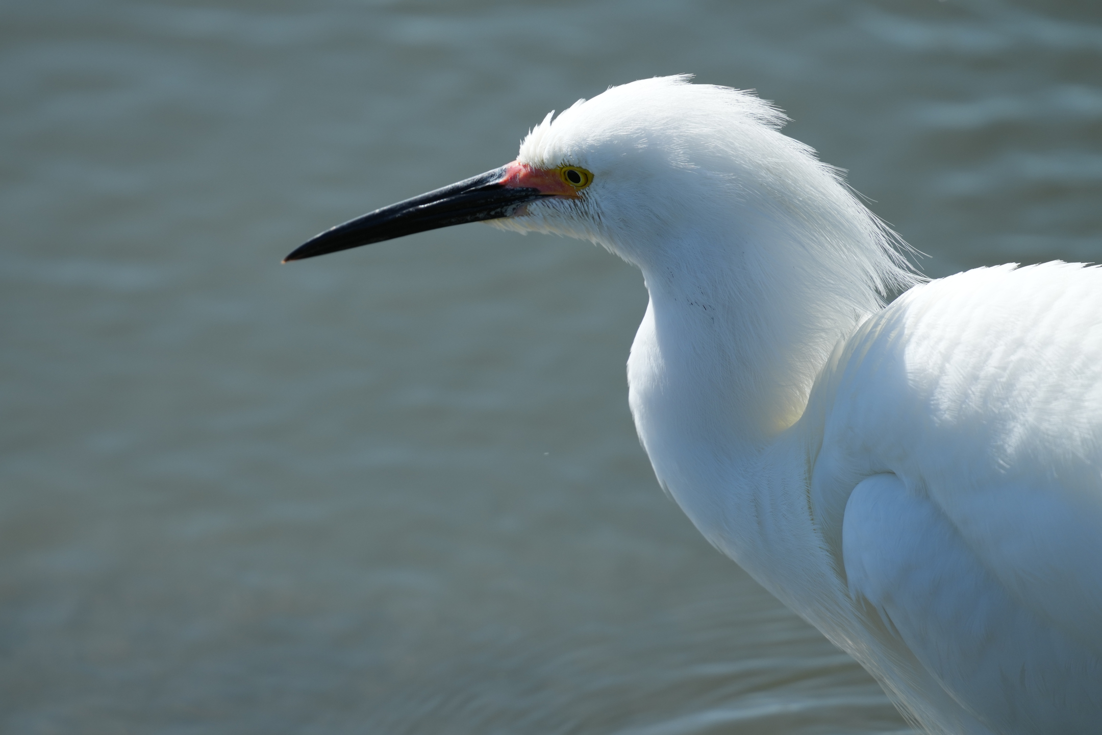 Snowy Egret