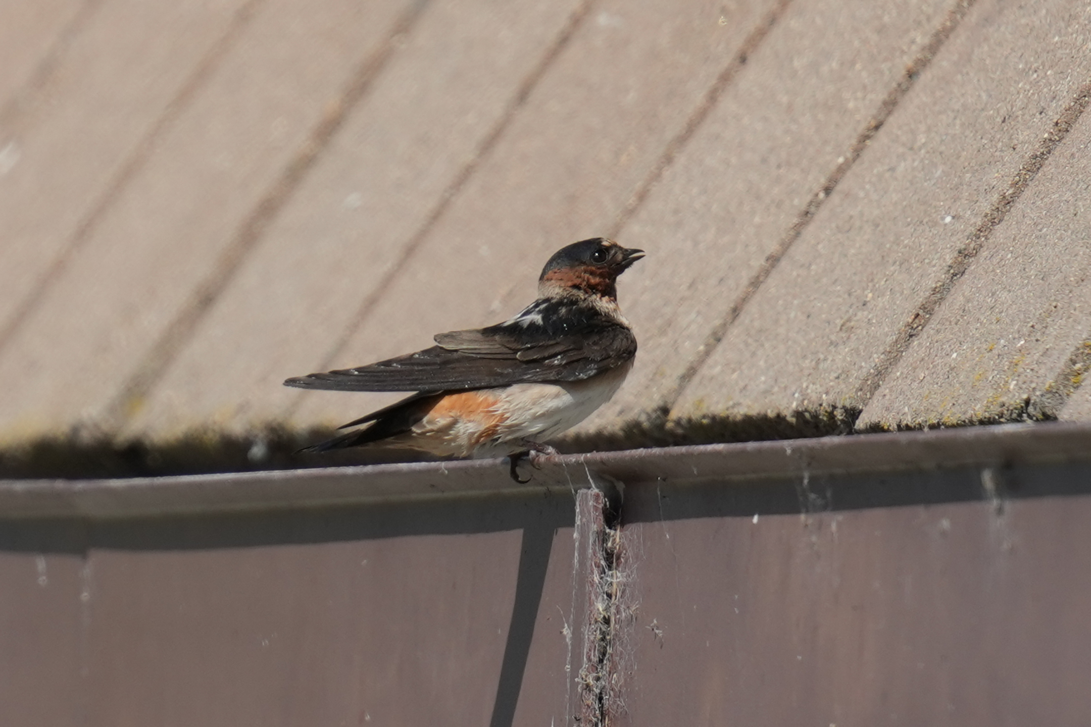 Cliff Swallow
