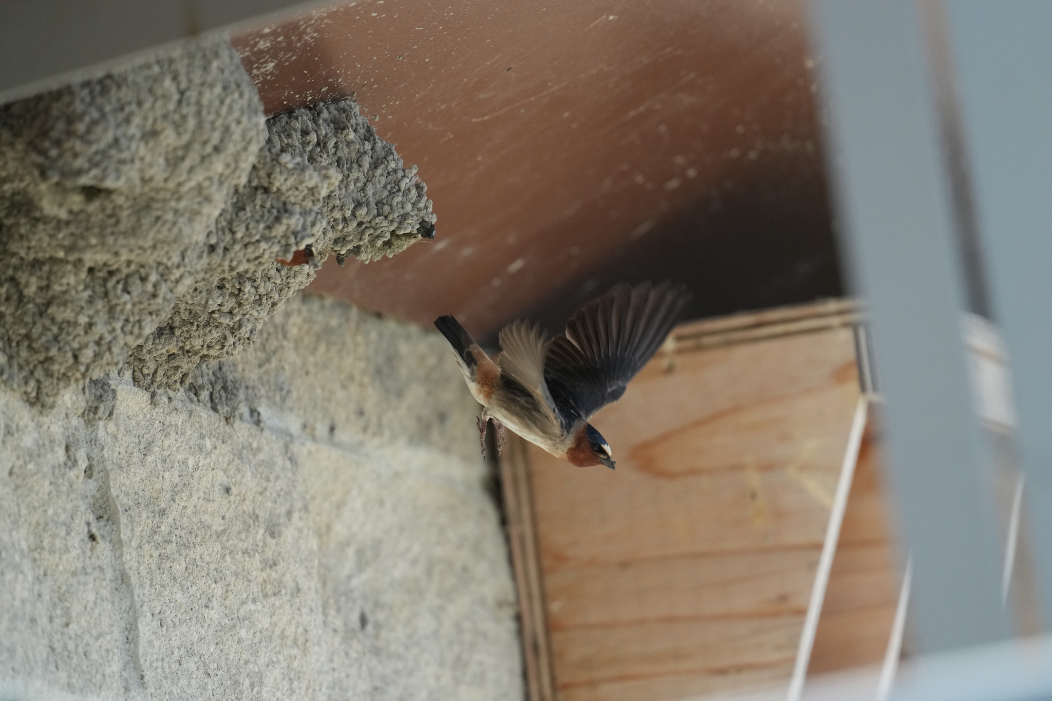 Cliff Swallow