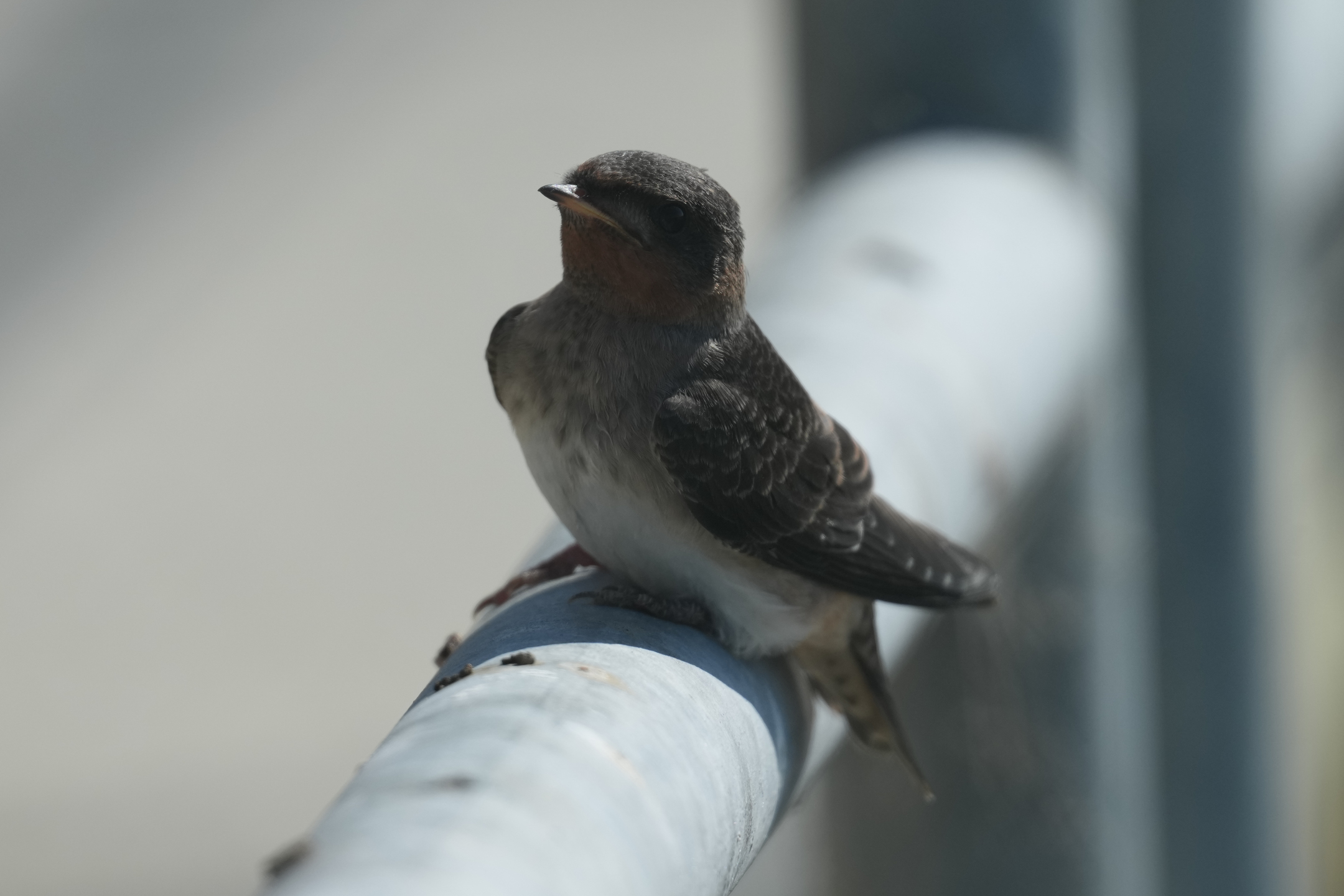 Cliff Swallow (Juvenile)