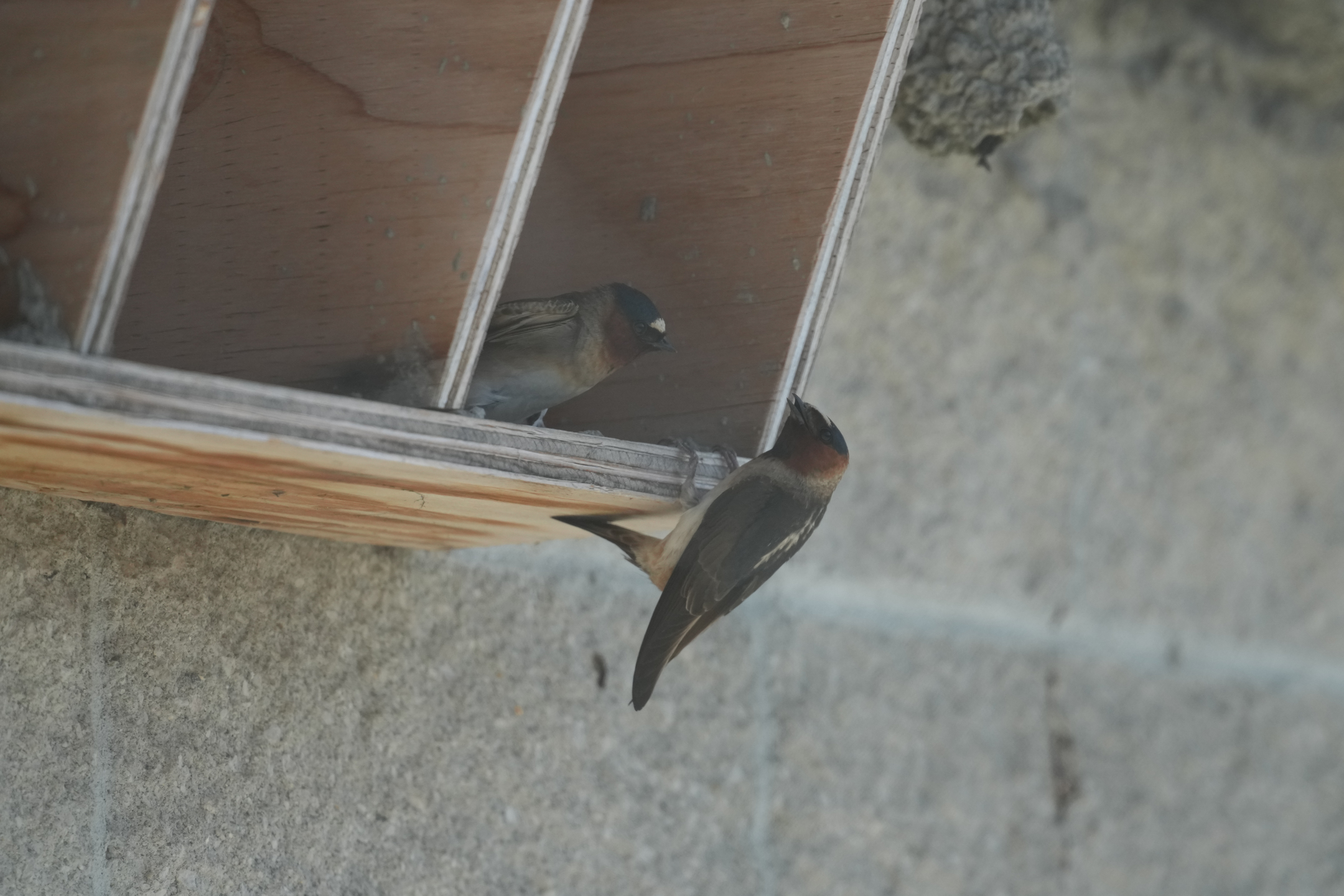 Cliff Swallow