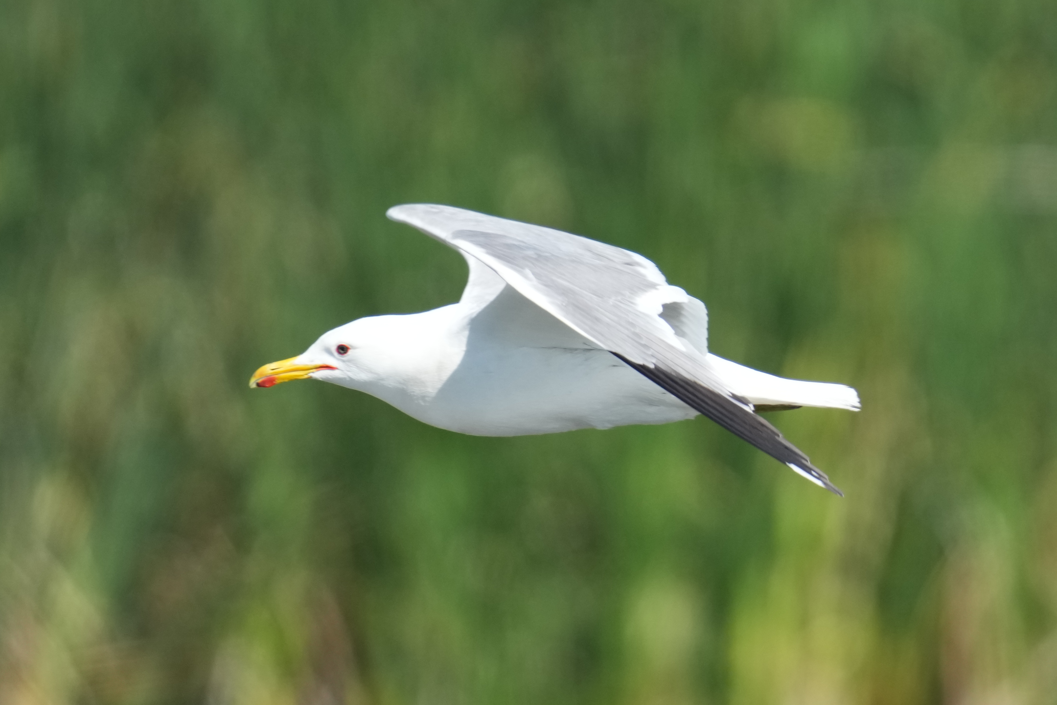 Common Gull