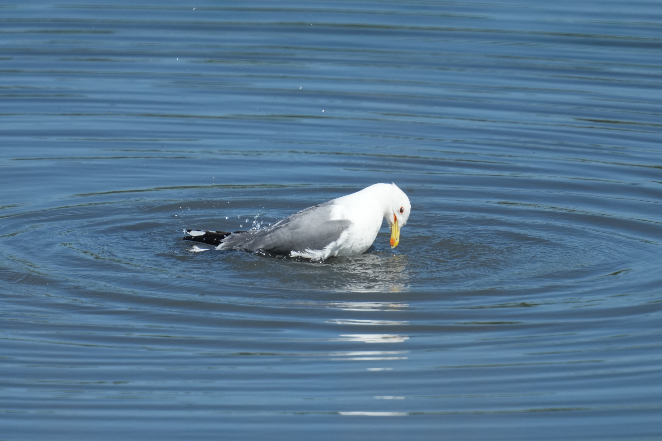 Common Gull
