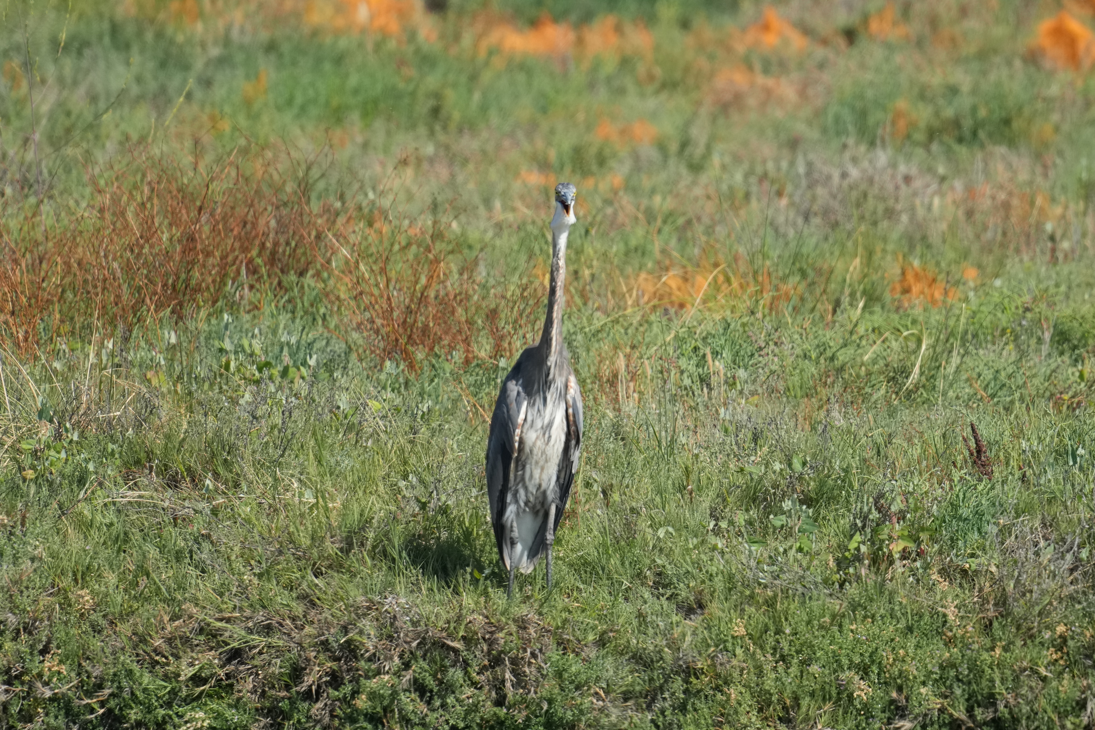 Great Blue Heron