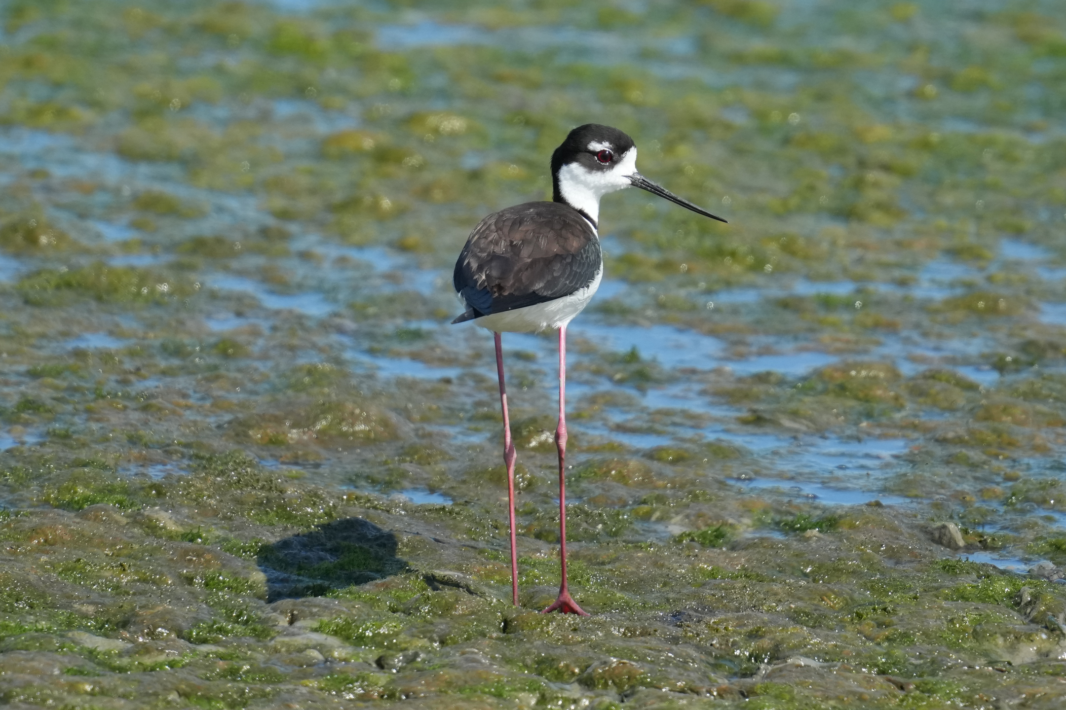 Hawaiian Stilt