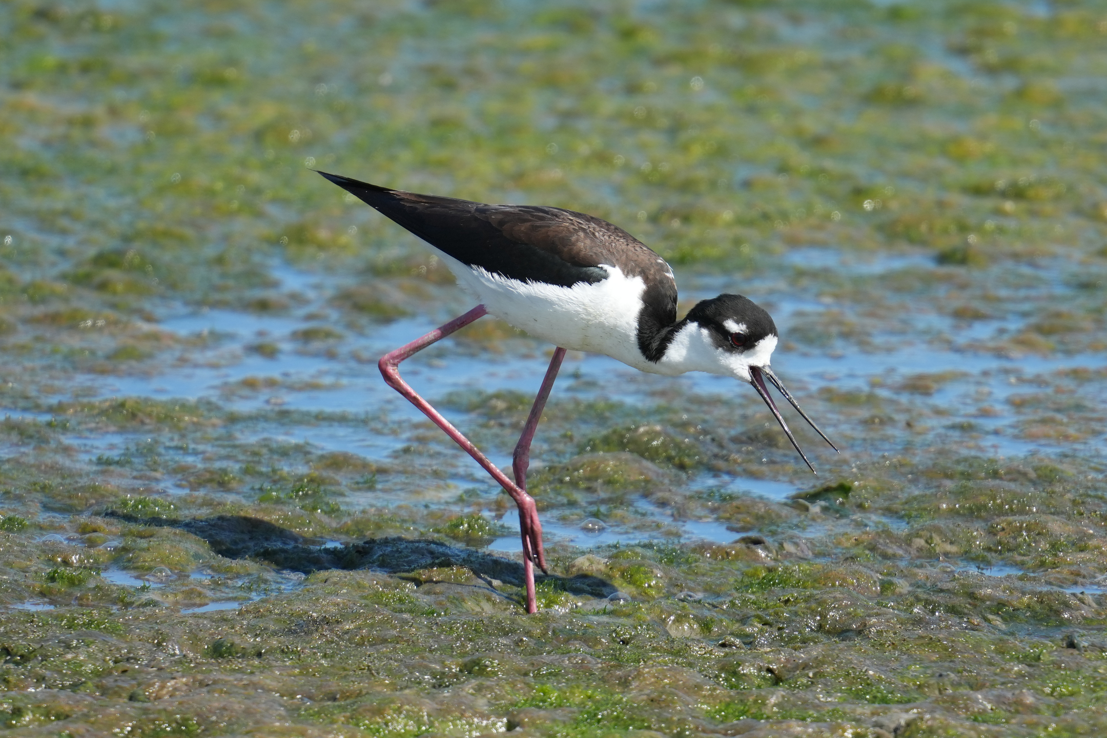 Hawaiian Stilt