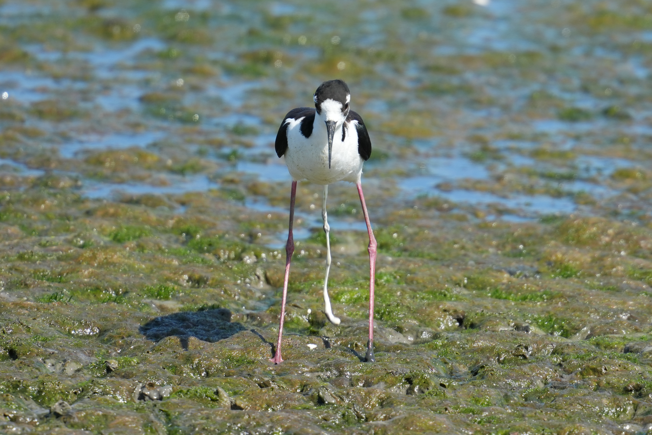 Hawaiian Stilt