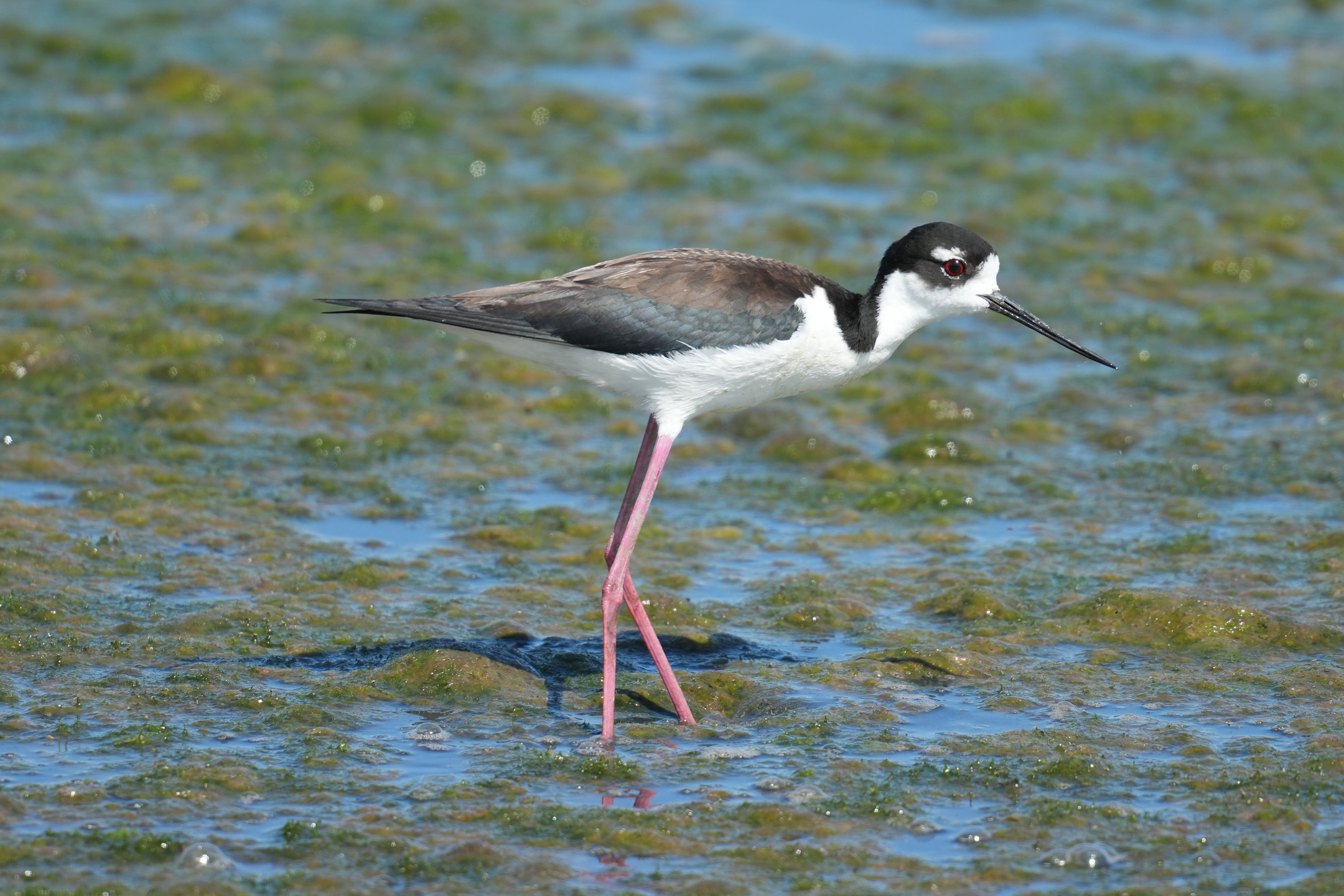 Hawaiian Stilt