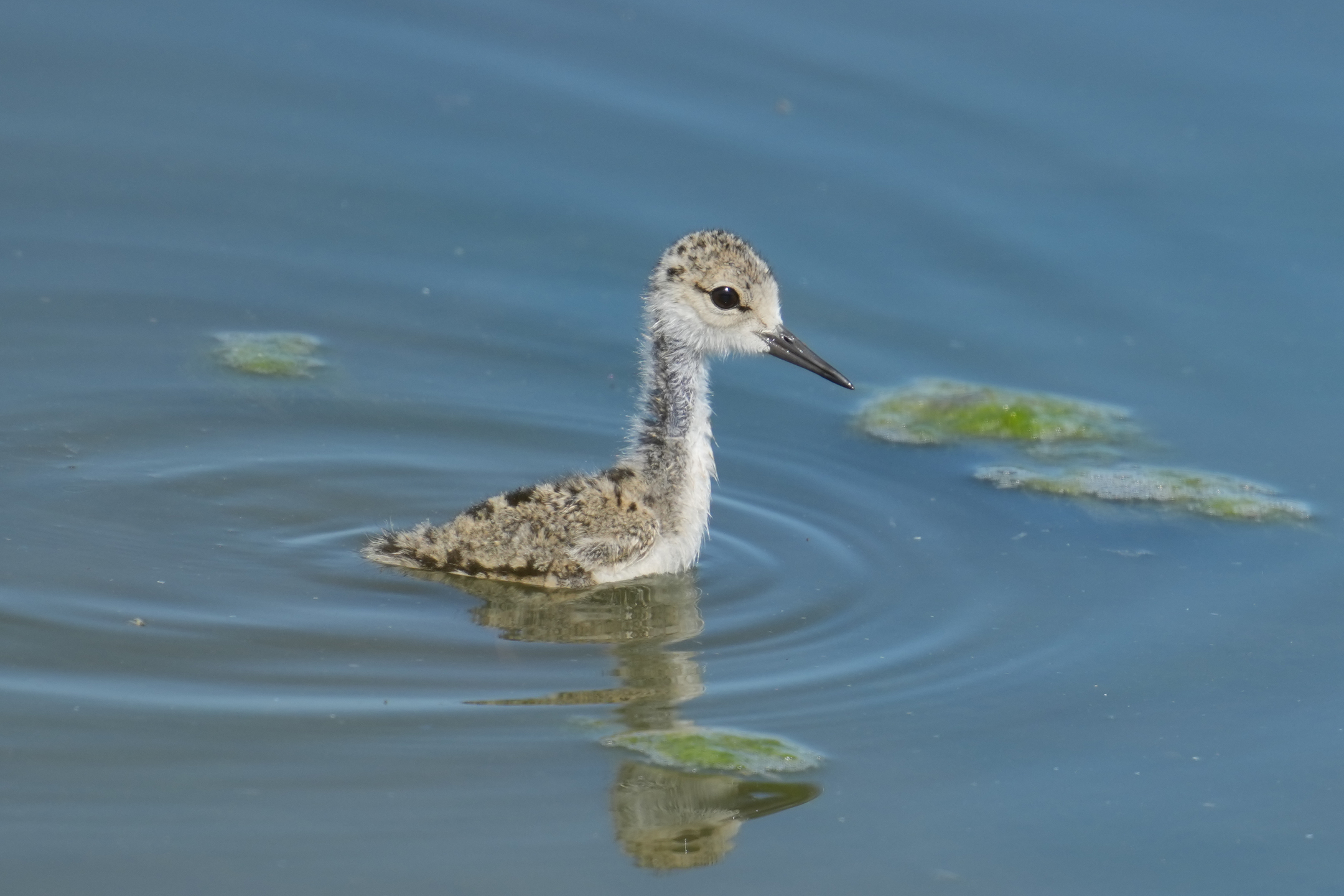 Hawaiian Stilt (Chick)