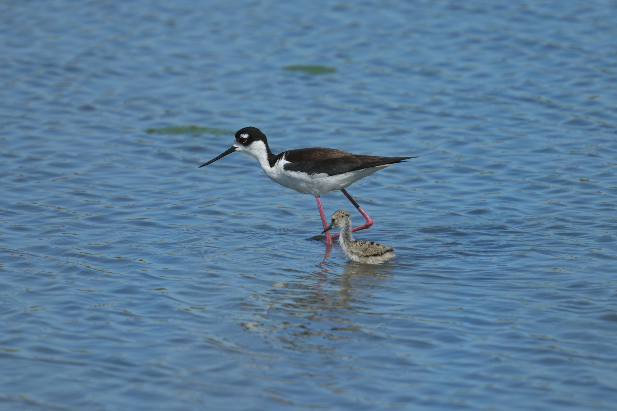 Hawaiian Stilt