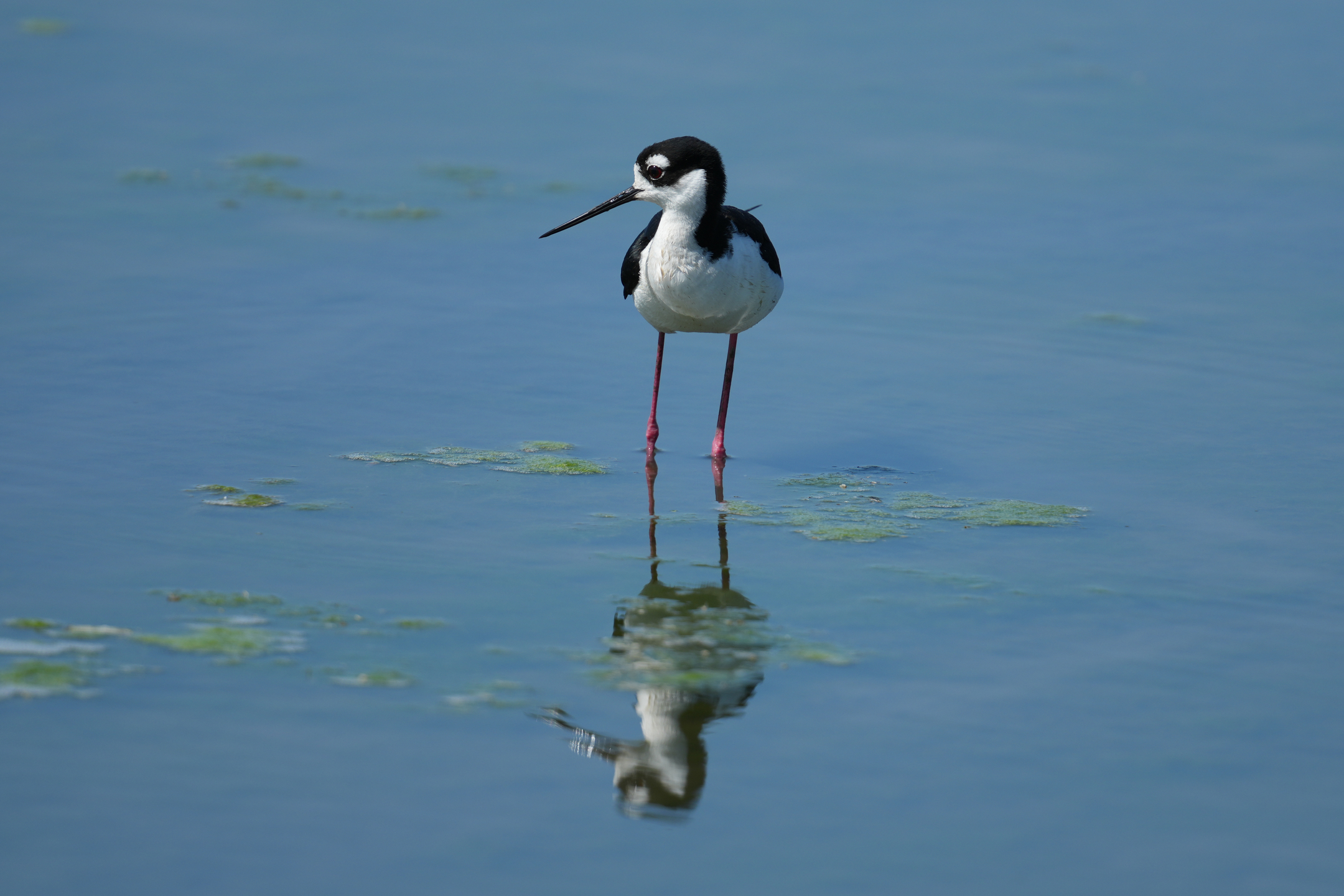 Hawaiian Stilt