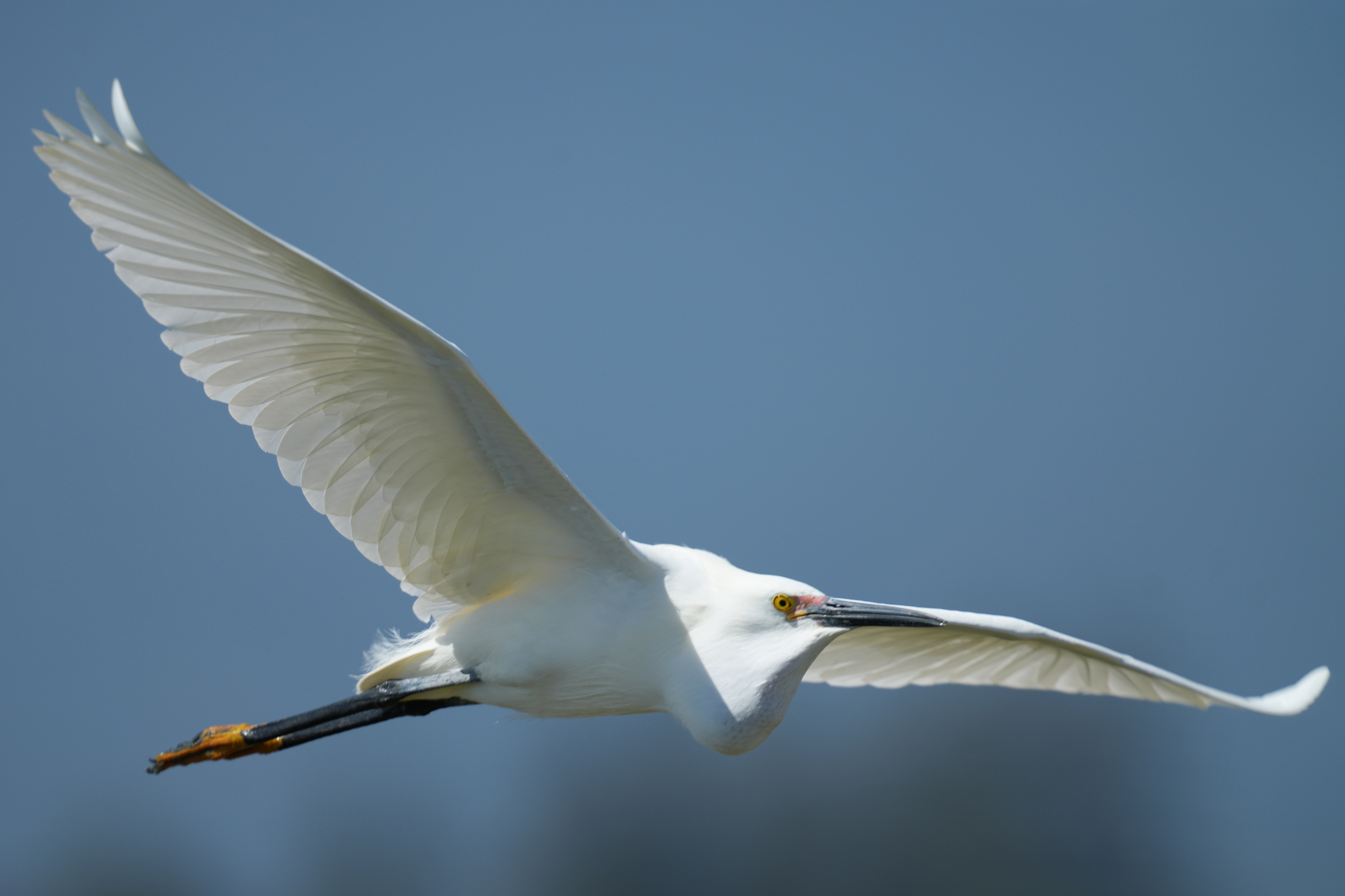 Snowy Egret