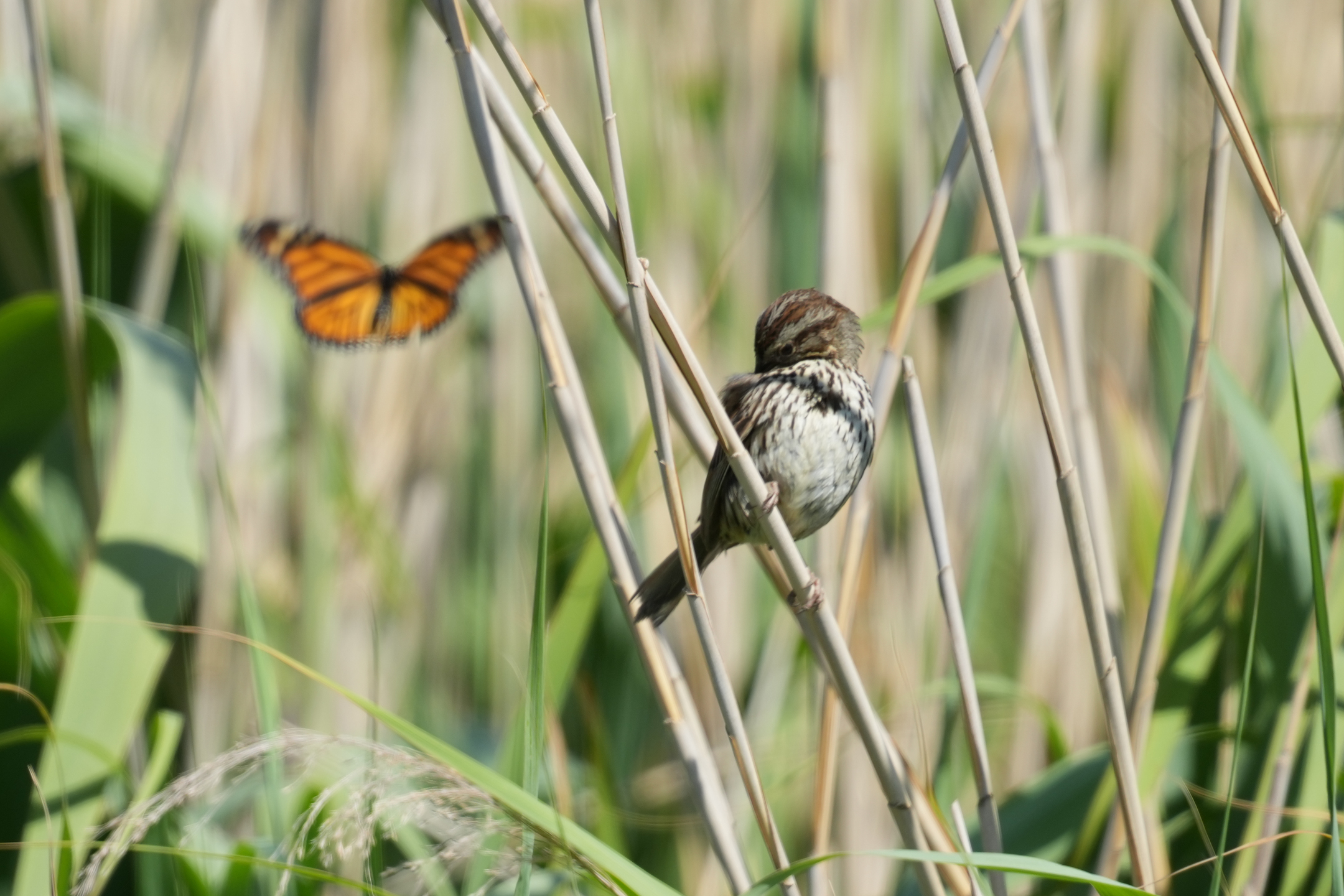 Song Sparrow