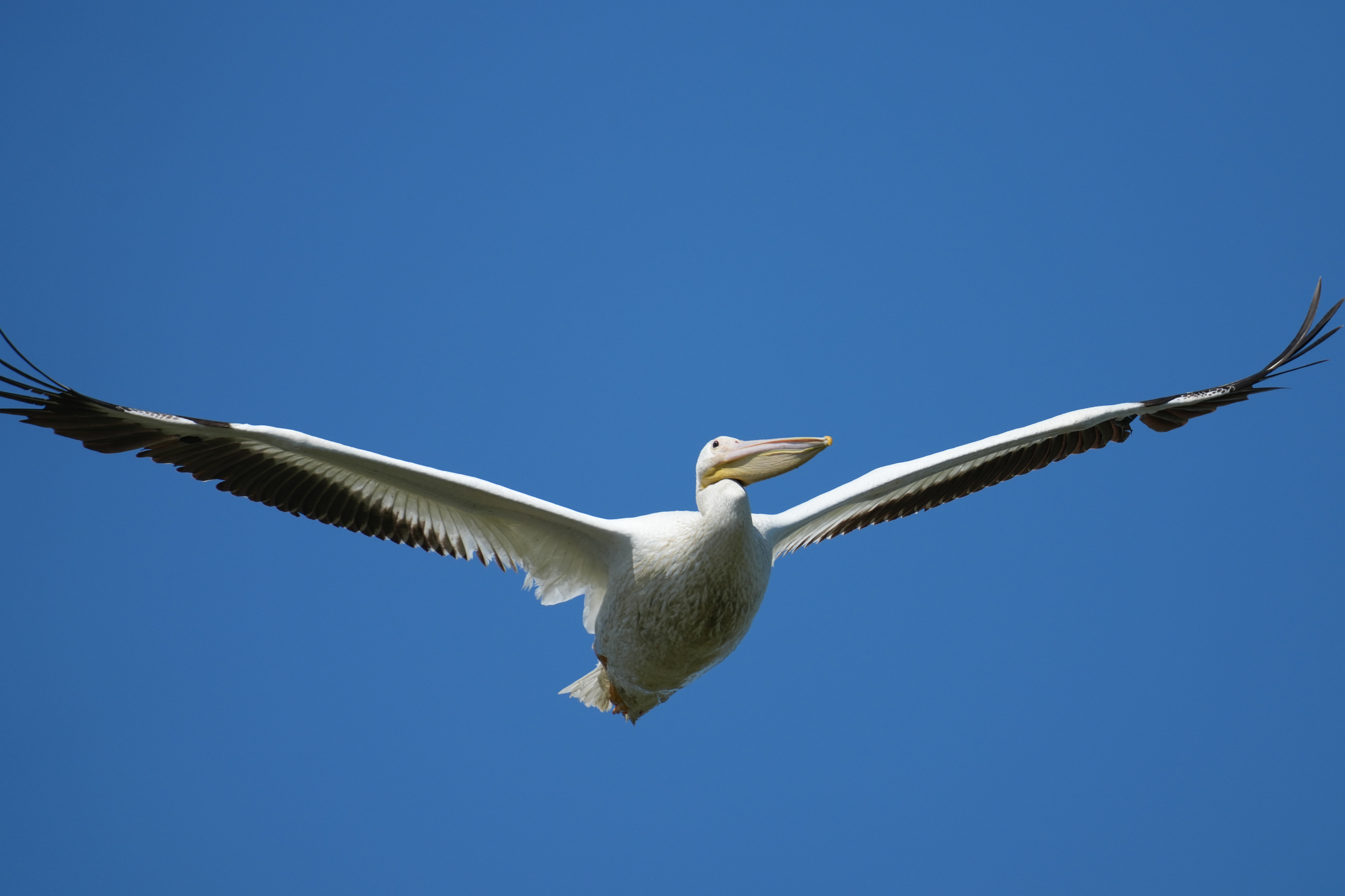 American White Pelican
