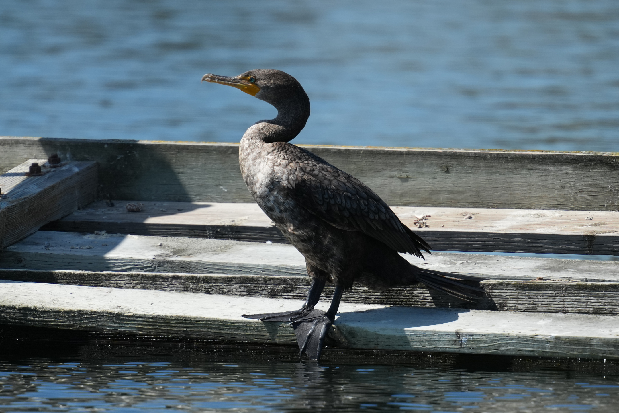 Double-Crested Cormorant