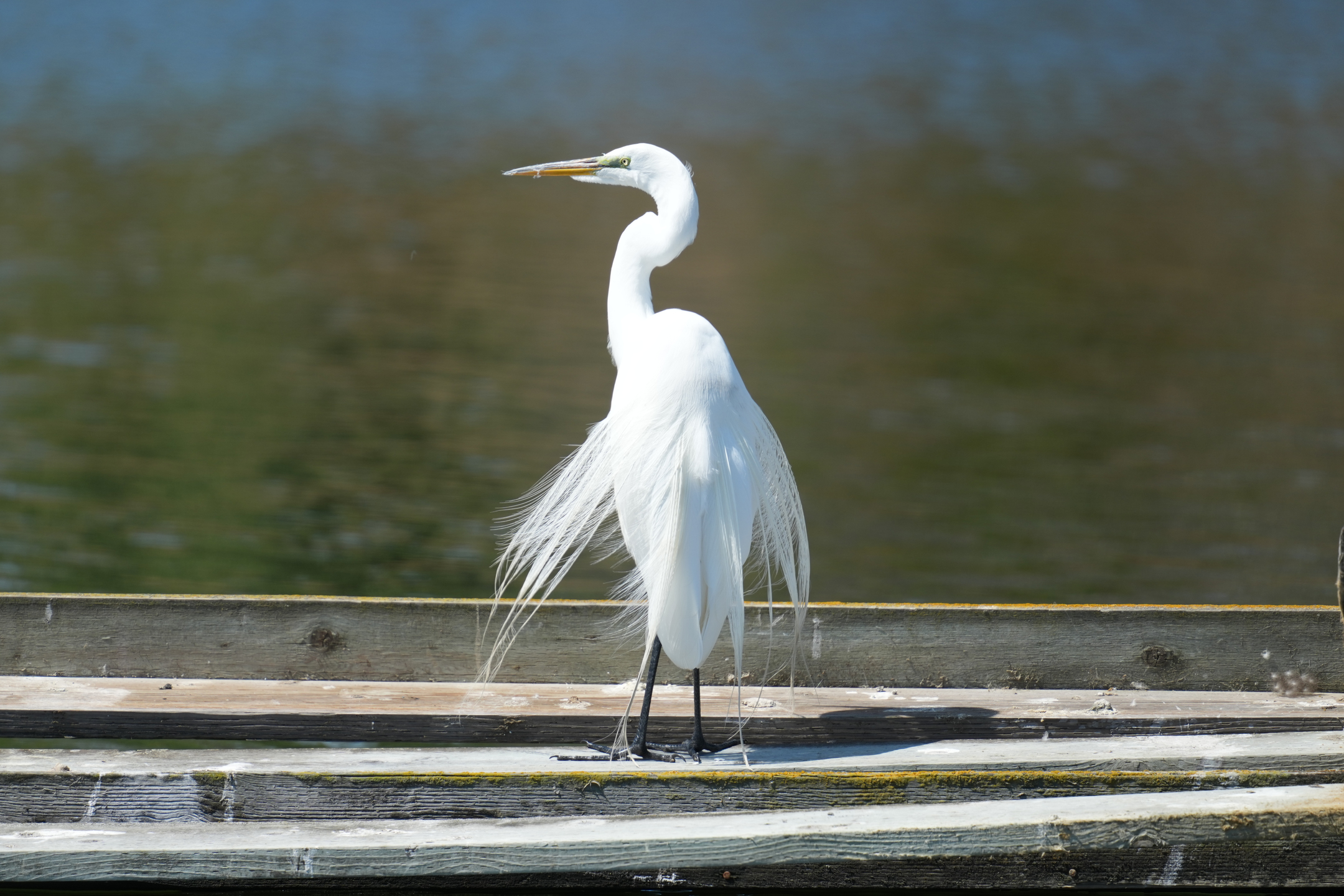 Great Egret