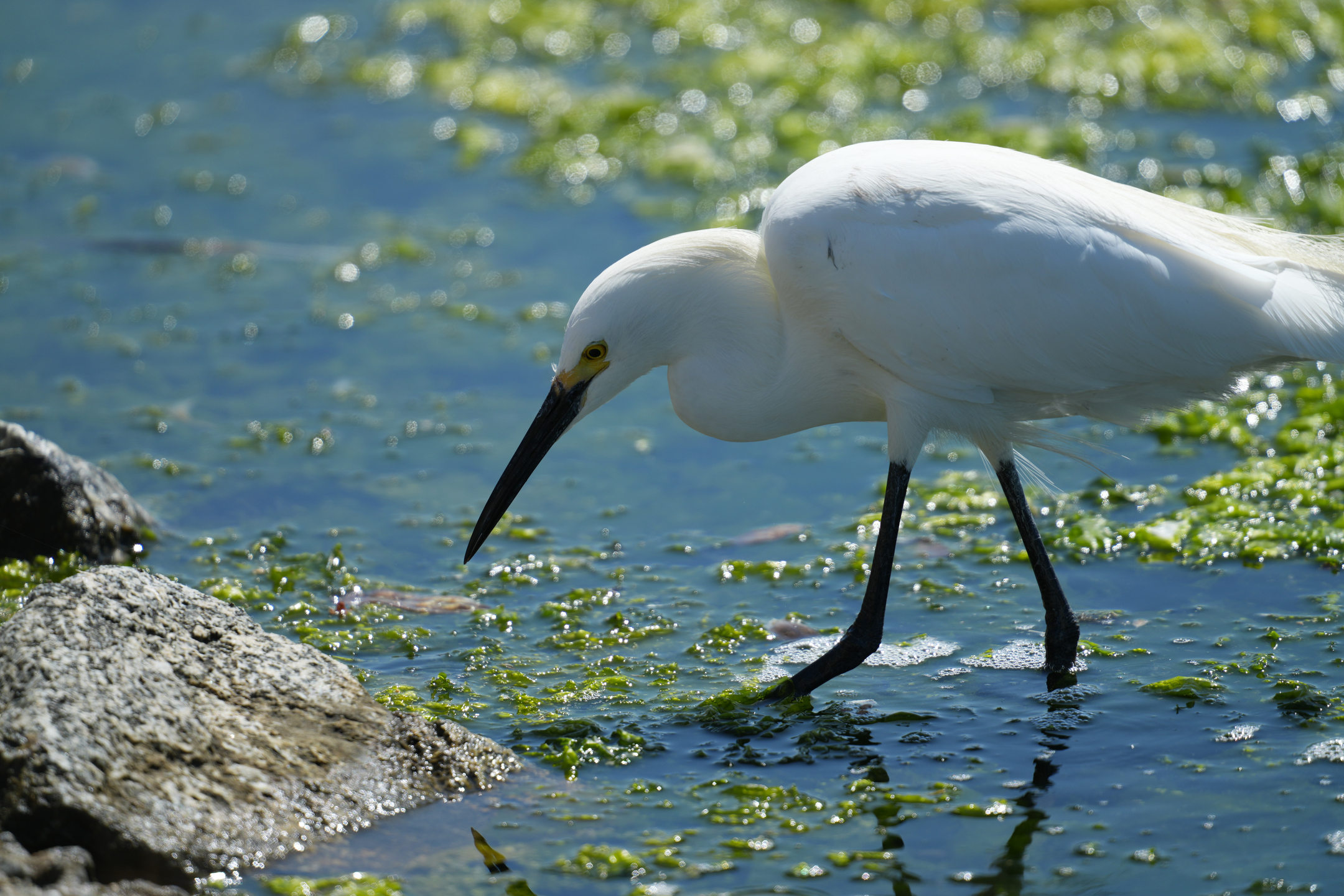 Snowy Egret