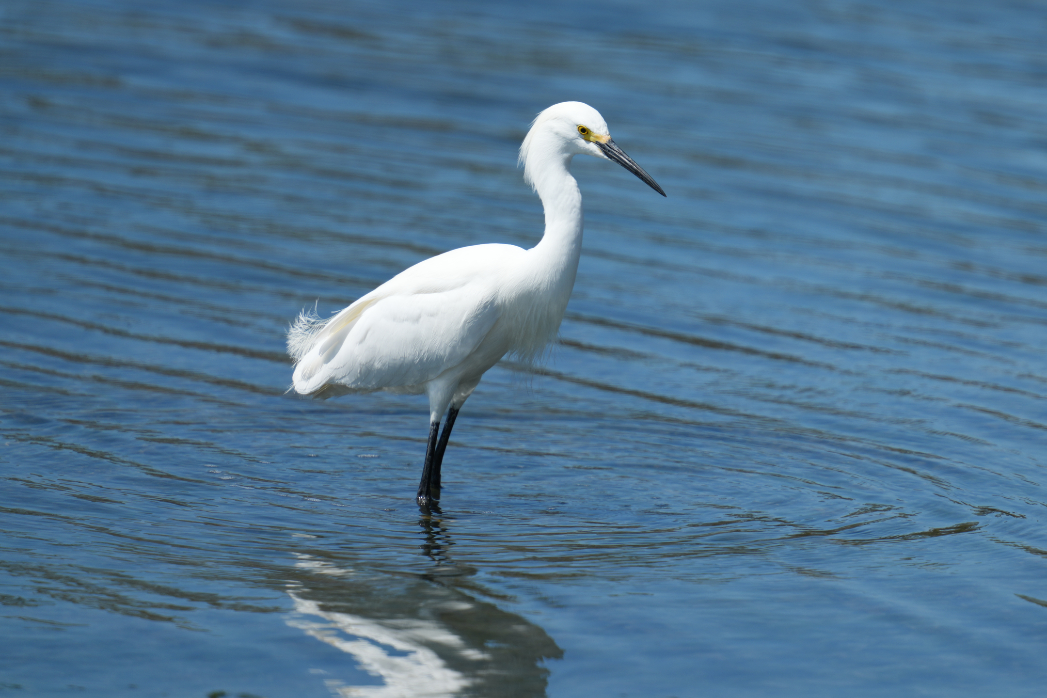 Snowy Egret