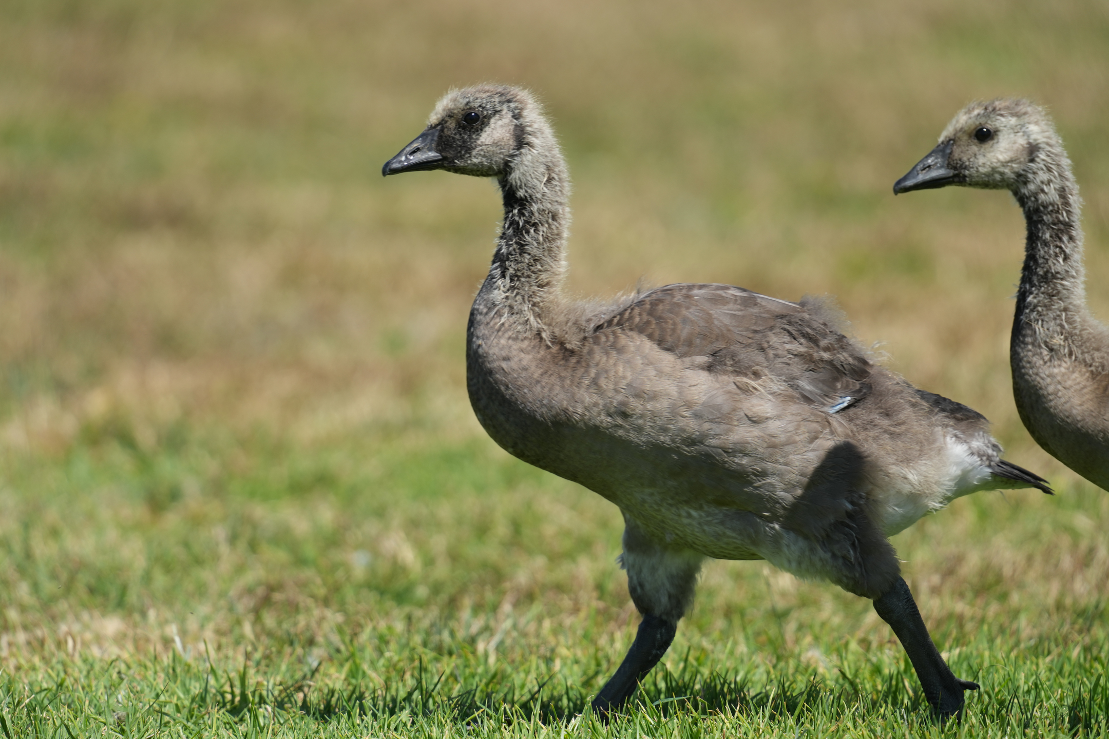 Canada Goose (Chick)