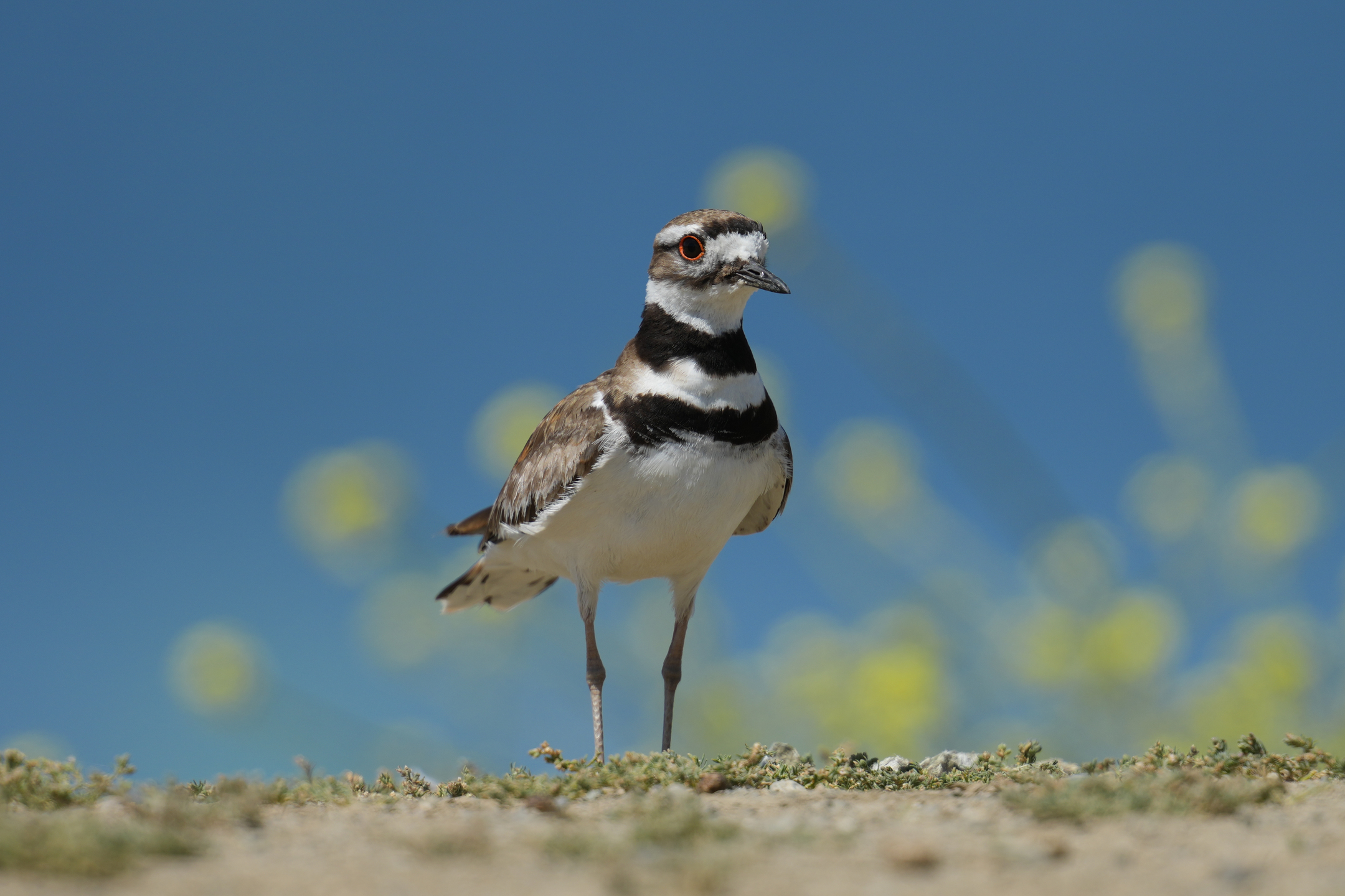 Killdeer