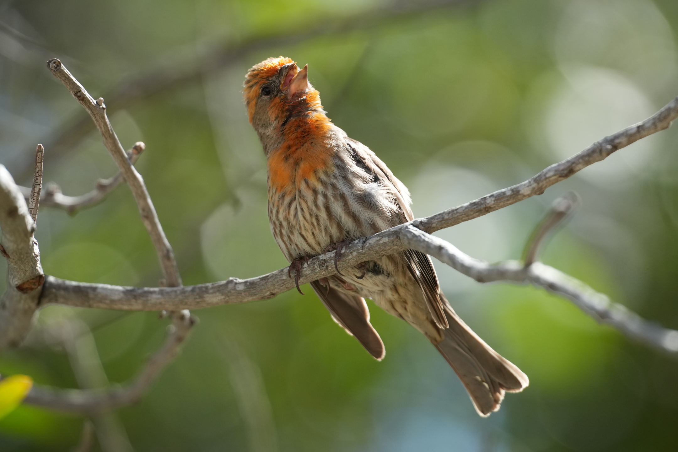 House Finch