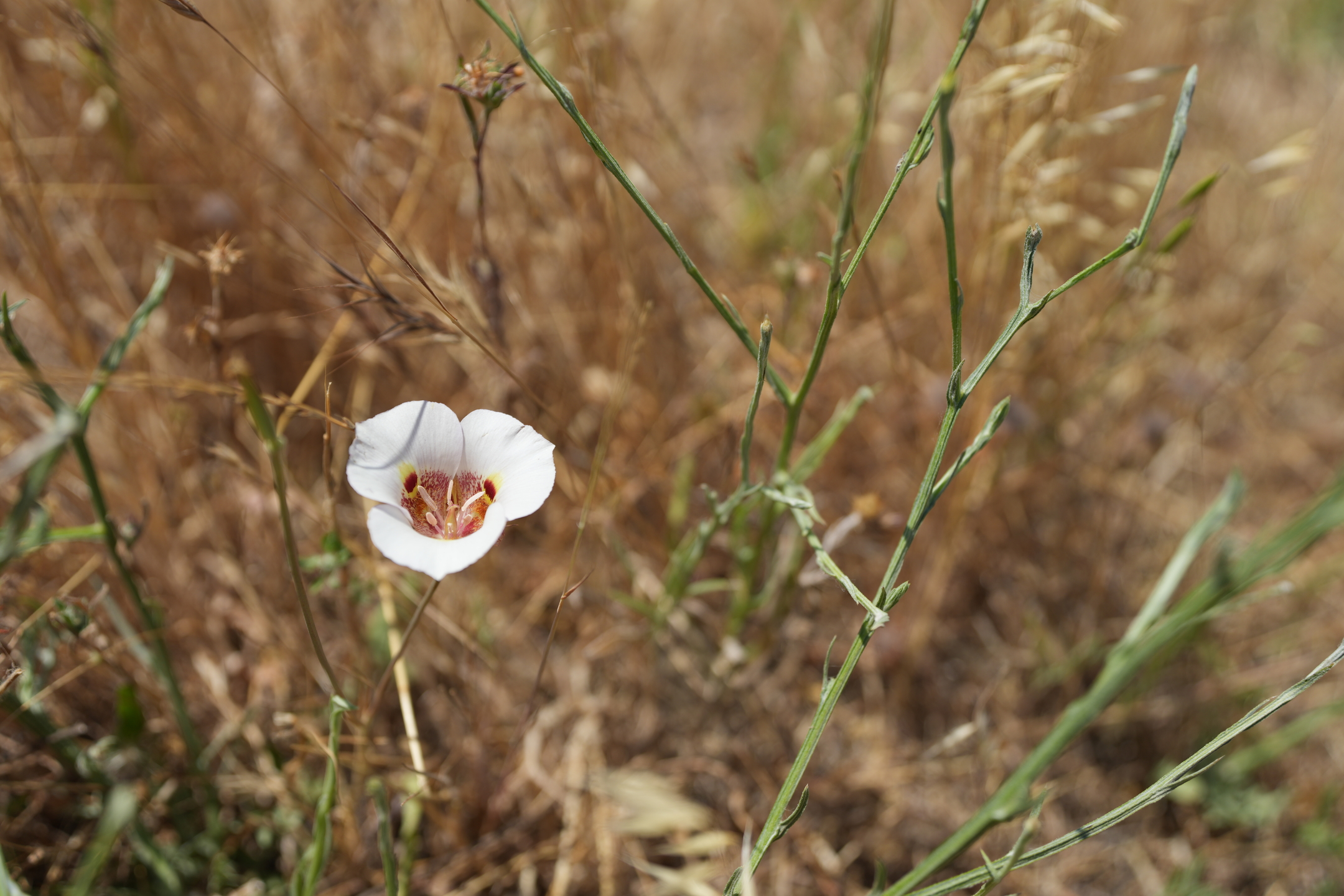 Del Valle Regional Park North