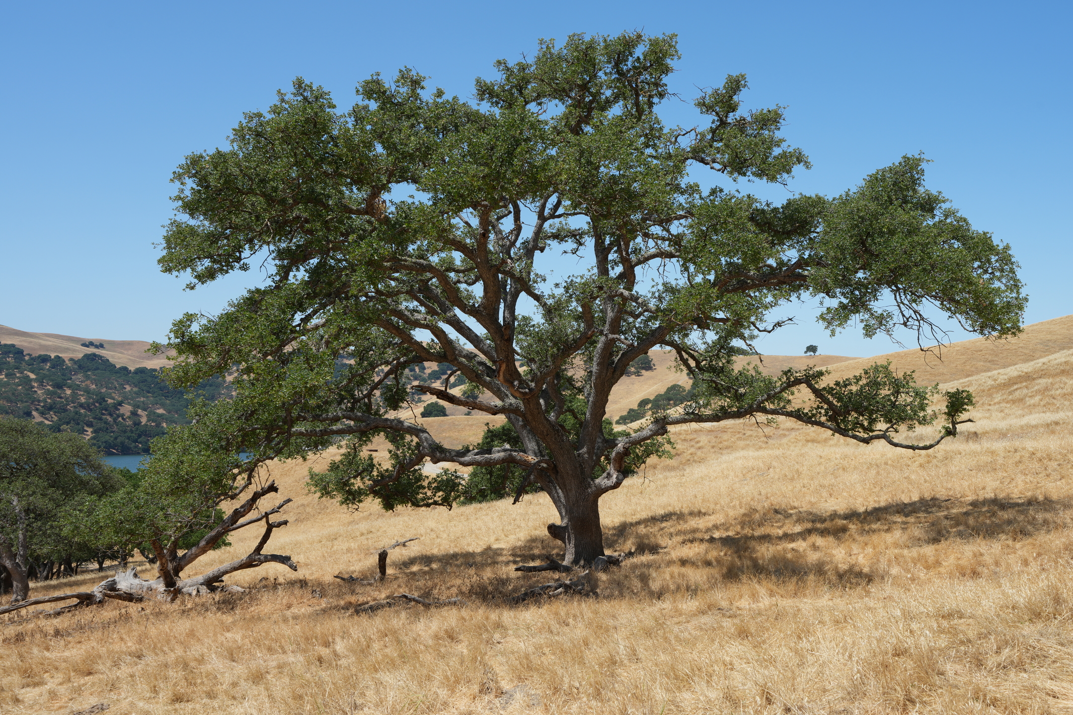 Del Valle Regional Park North