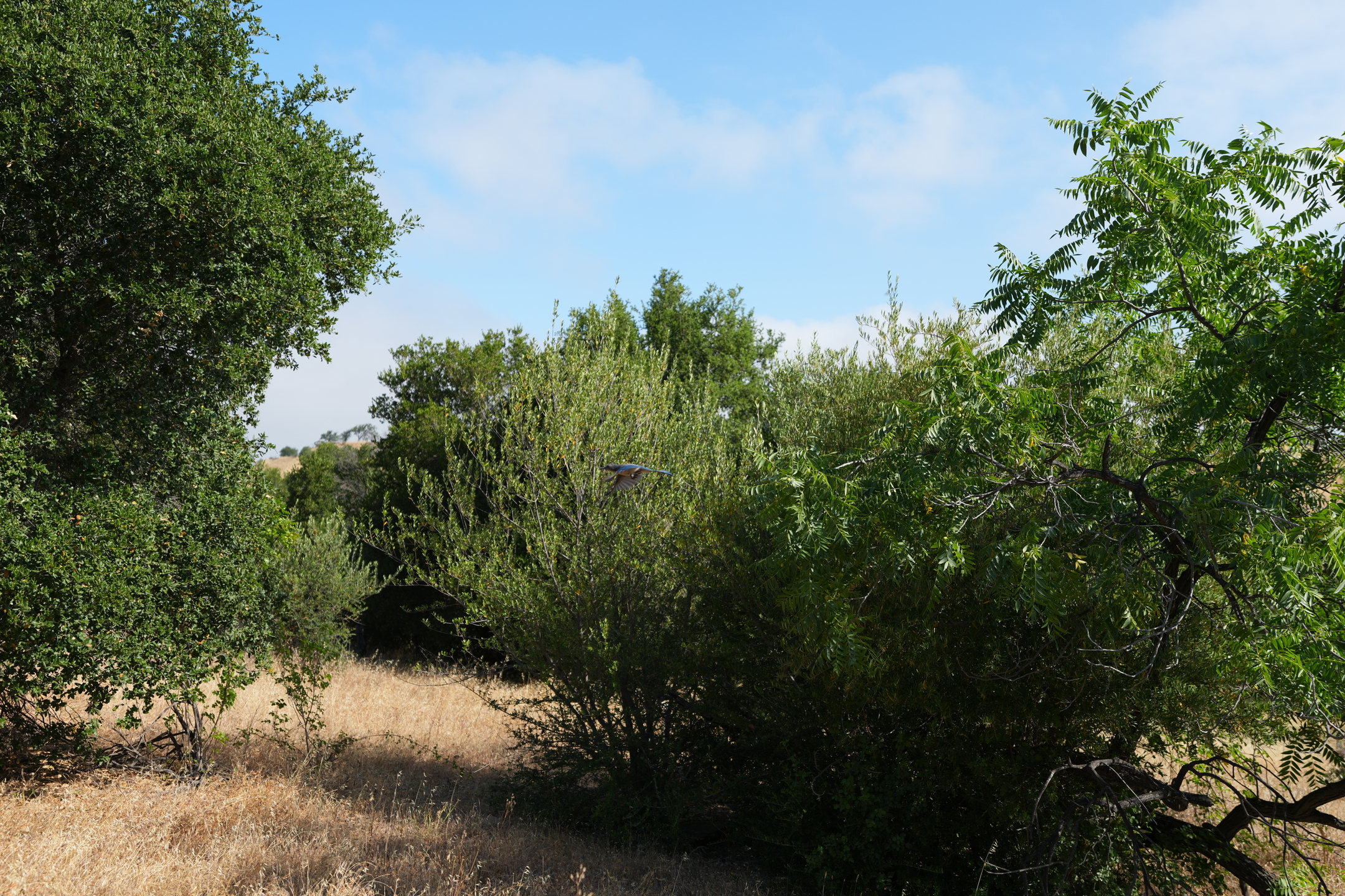Del Valle Regional Park North