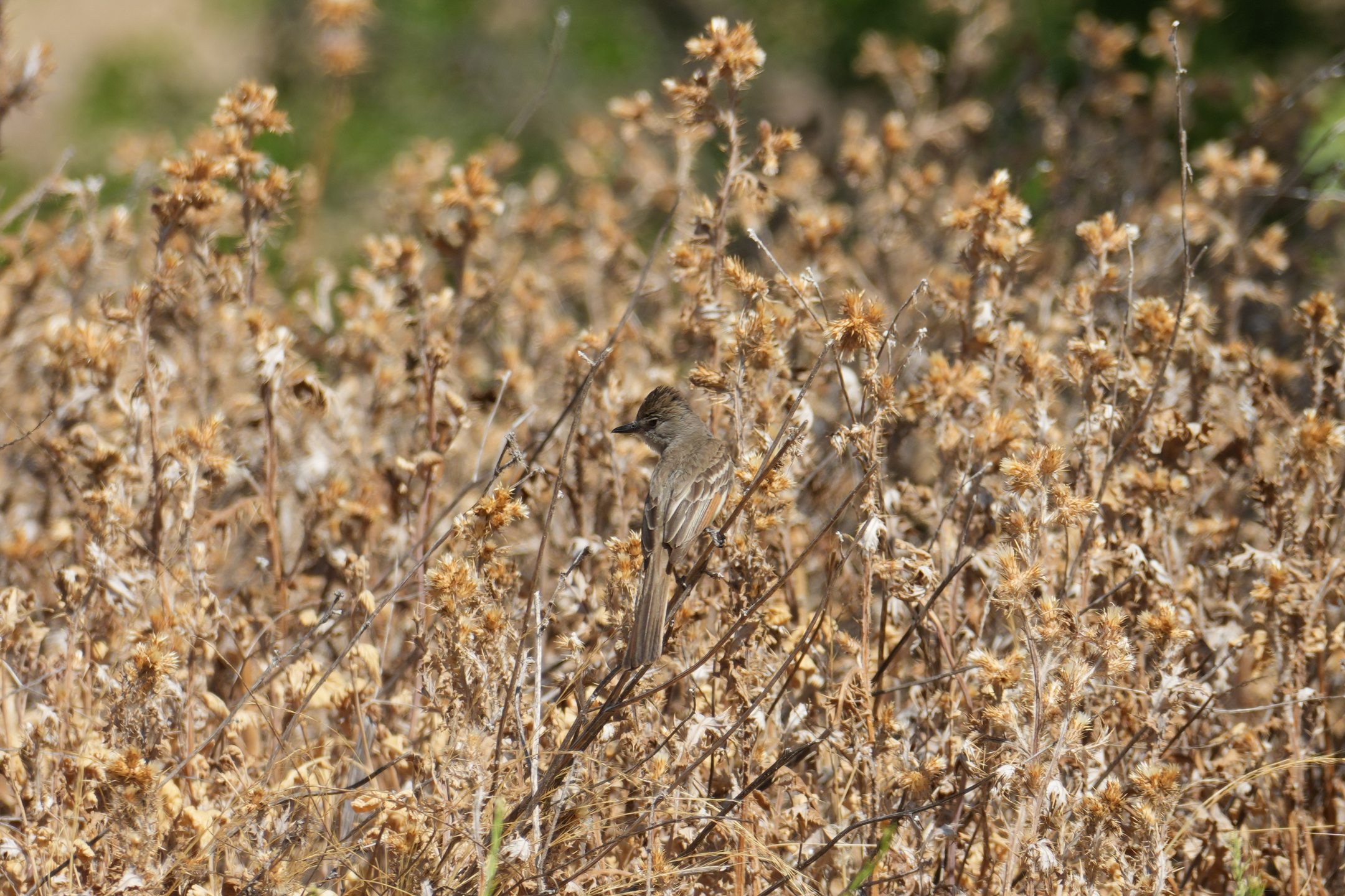 Ash-Throated Flycatcher