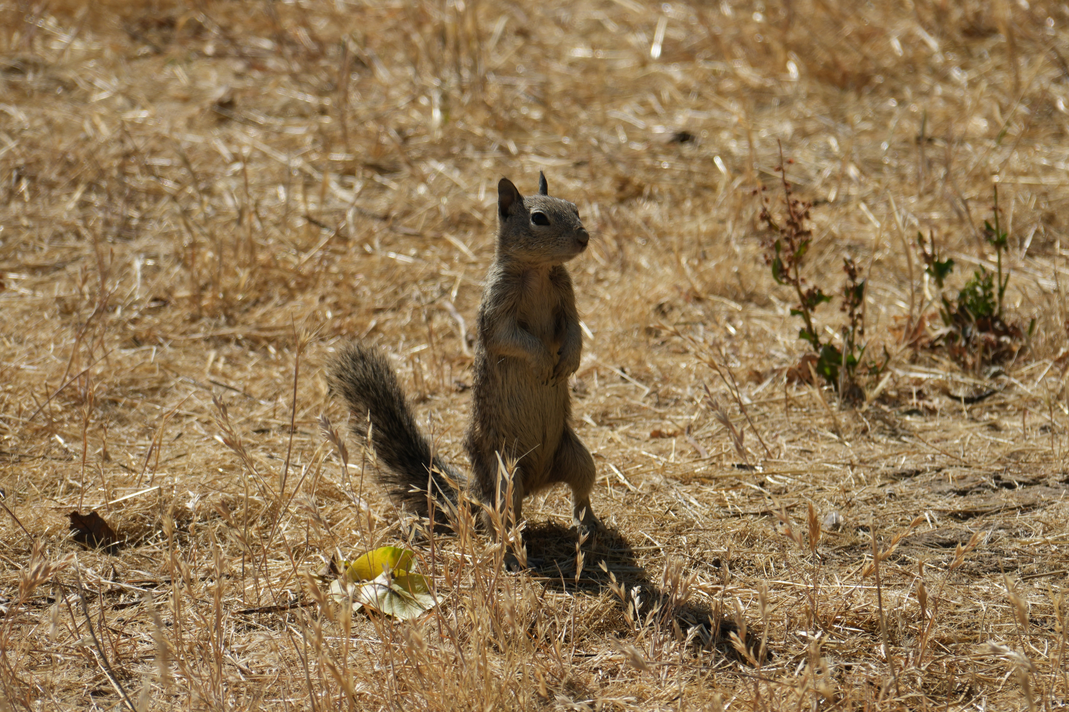 California Ground Squirrel