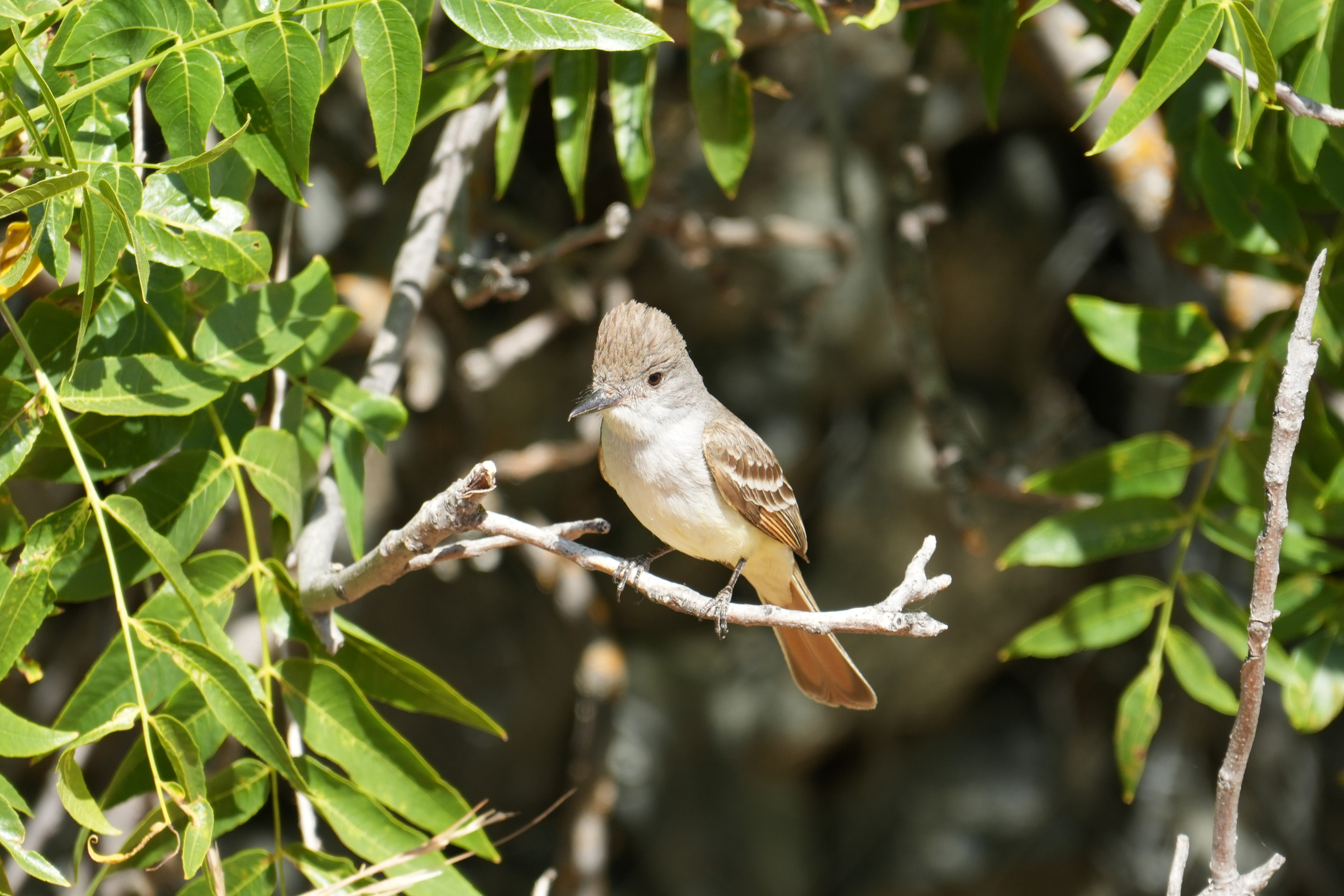 Ash-Throated Flycatcher