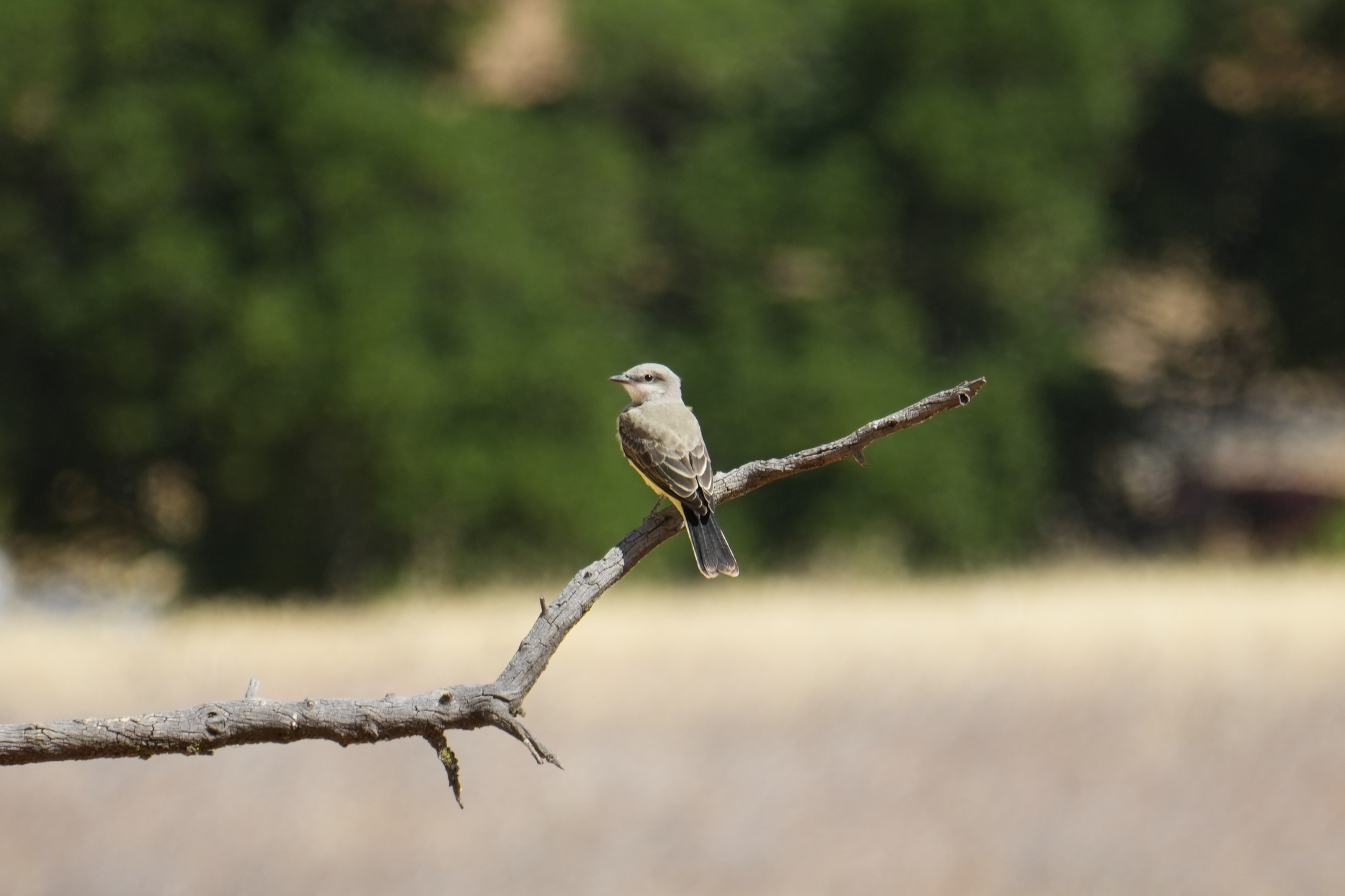 Juvenile Western Kingbird