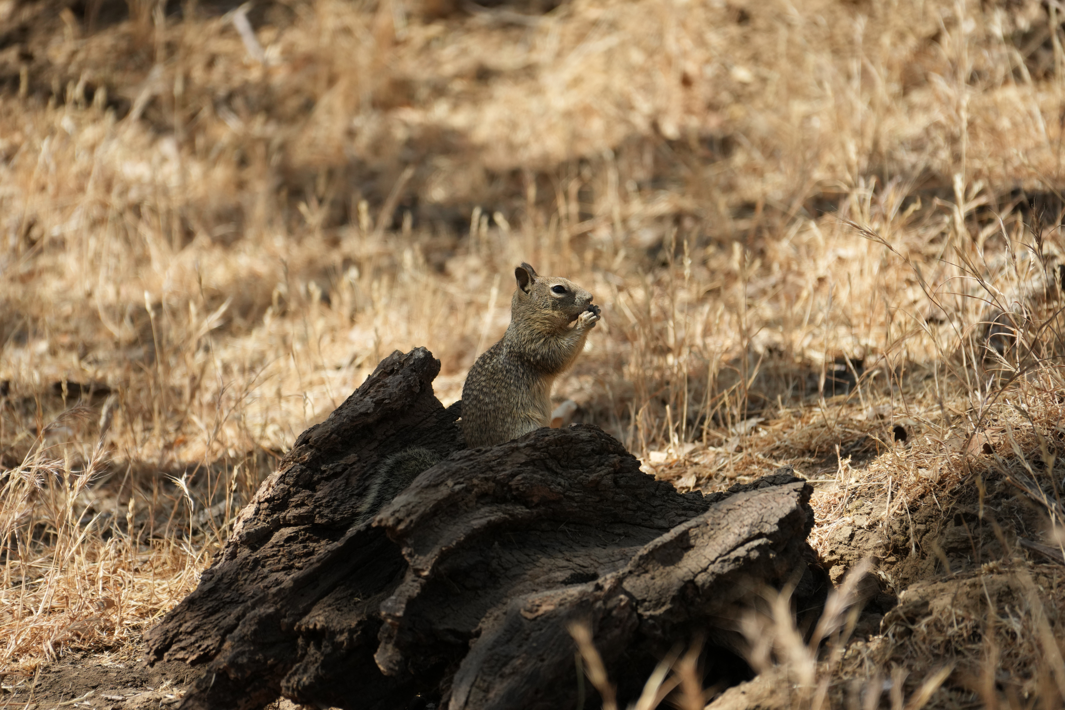 California Ground Squirrel