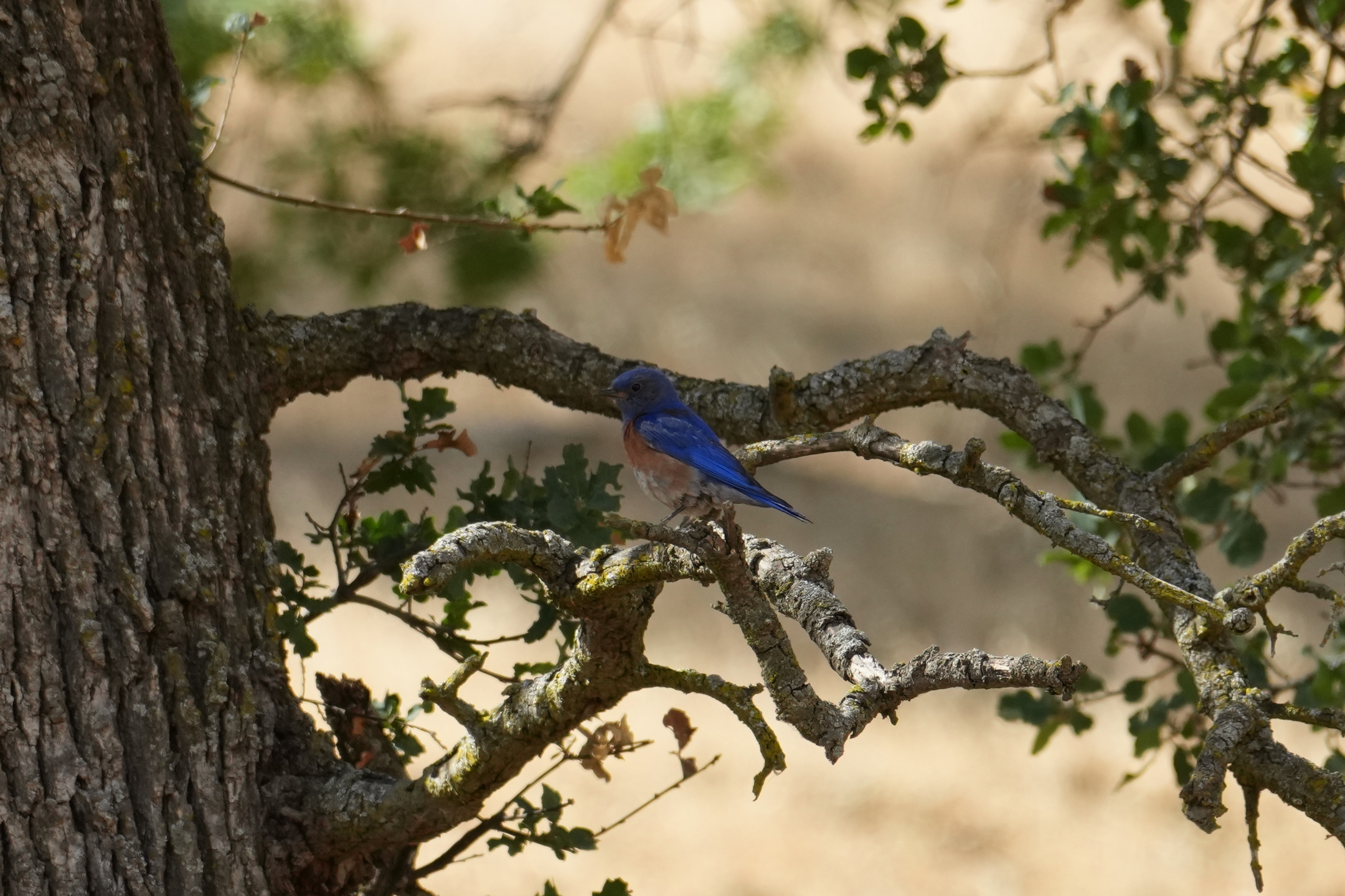 Western Bluebird