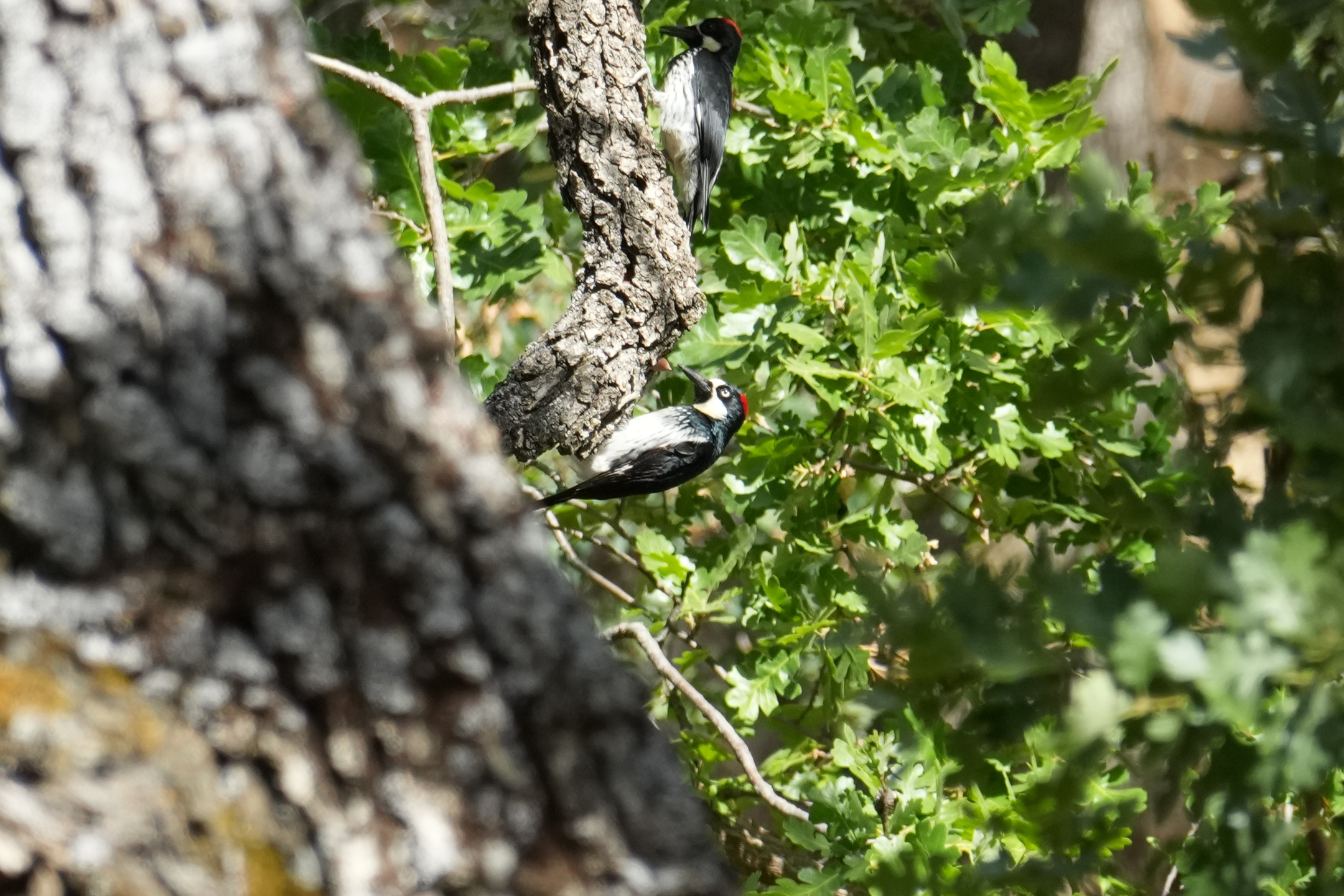 Acorn Woodpecker