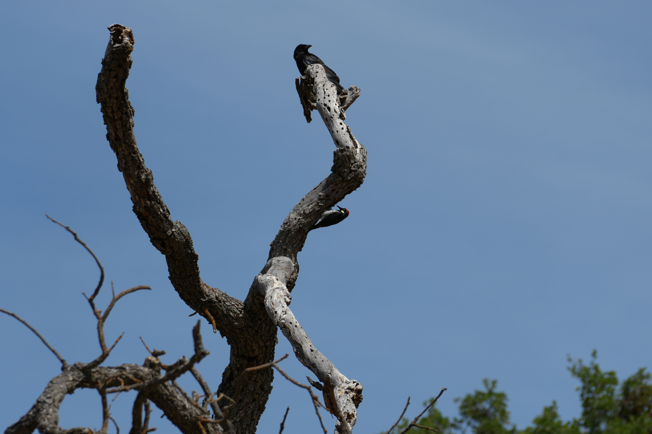Acorn Woodpecker