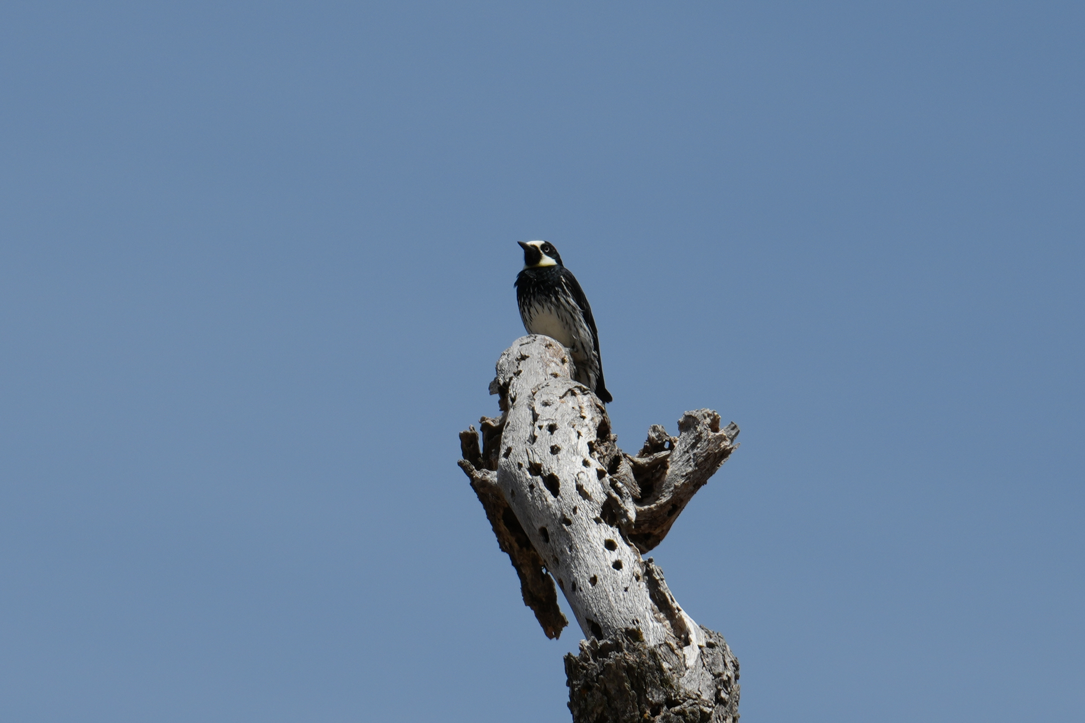 Acorn Woodpecker