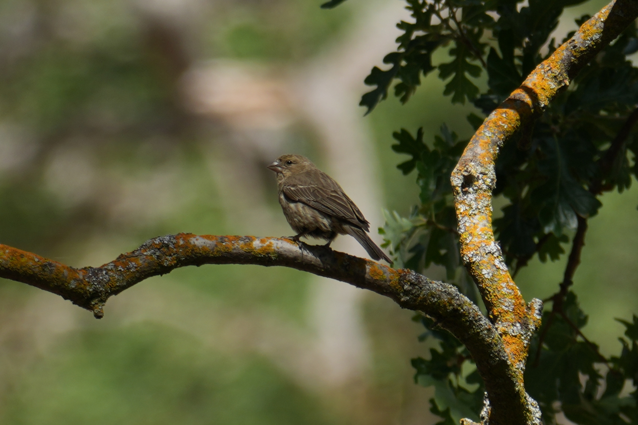 Female Brown-Headed Cowbird