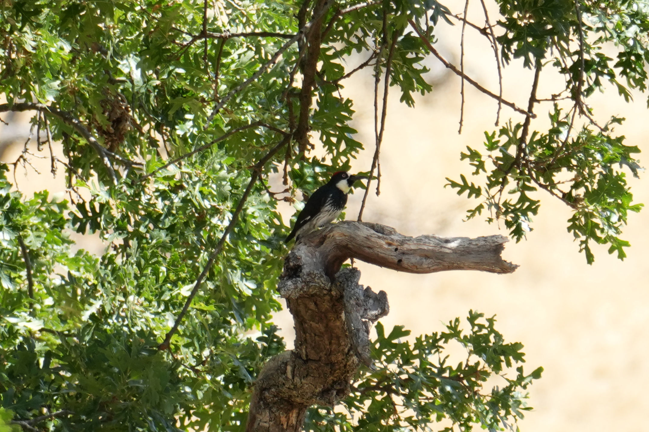 Acorn Woodpecker