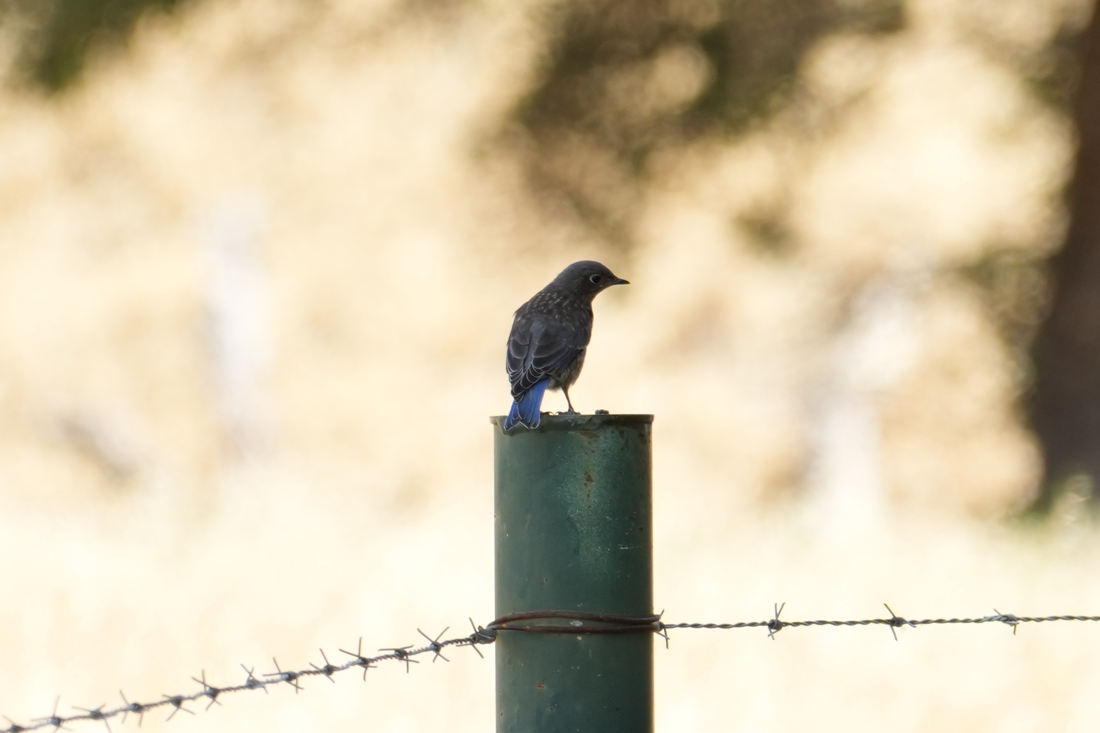 Female Western Bluebird