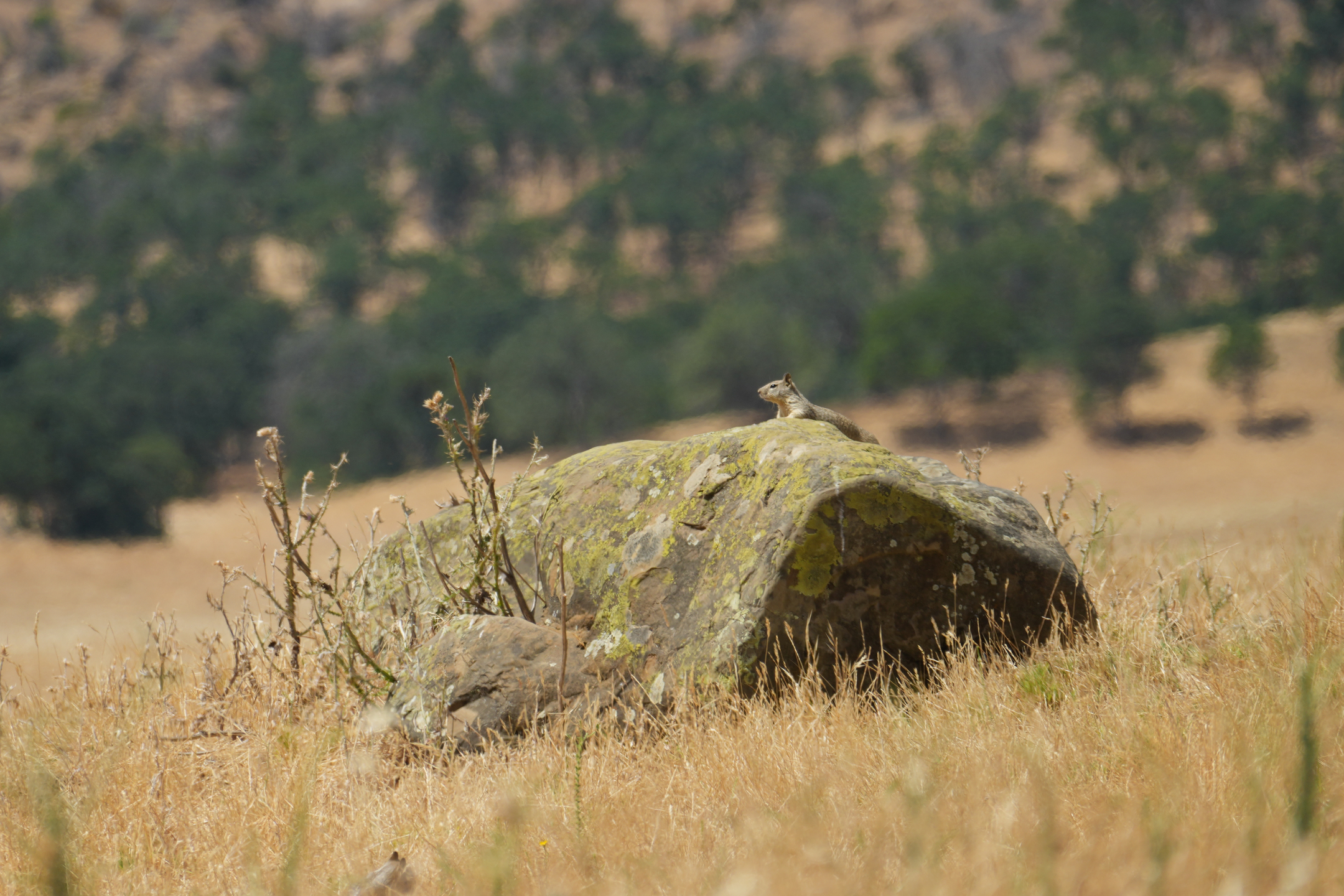 California Ground Squirrel