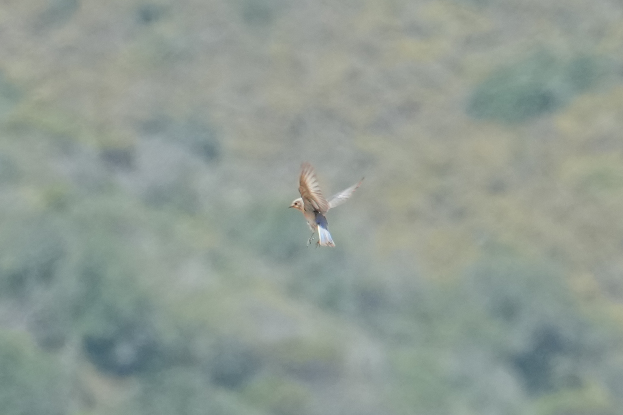 Female Mountain Bluebird