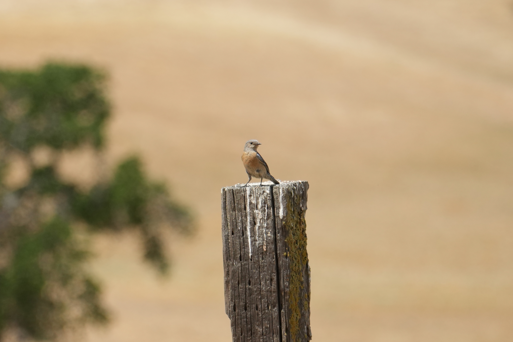 Female Western Bluebird