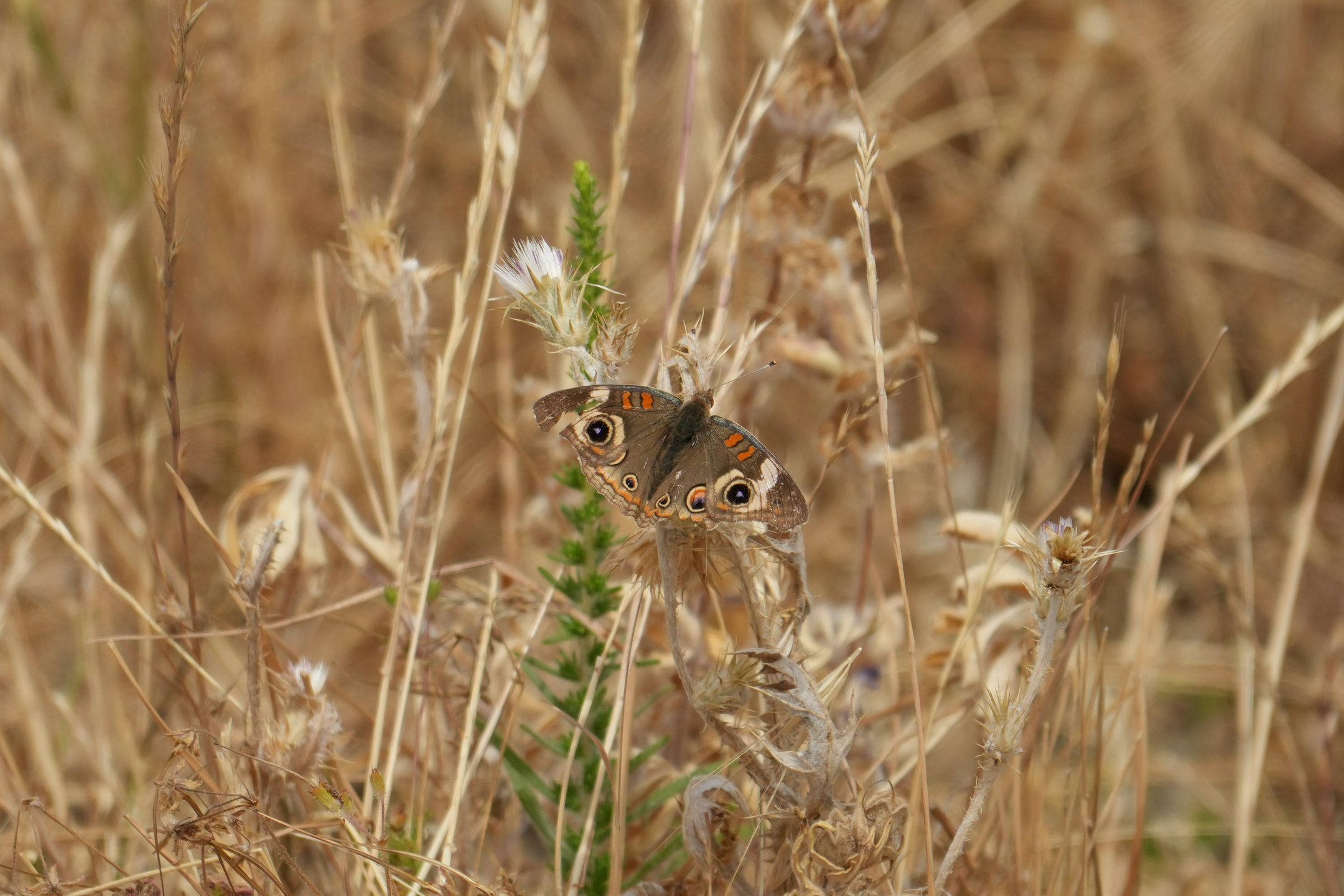 Common Buckeye