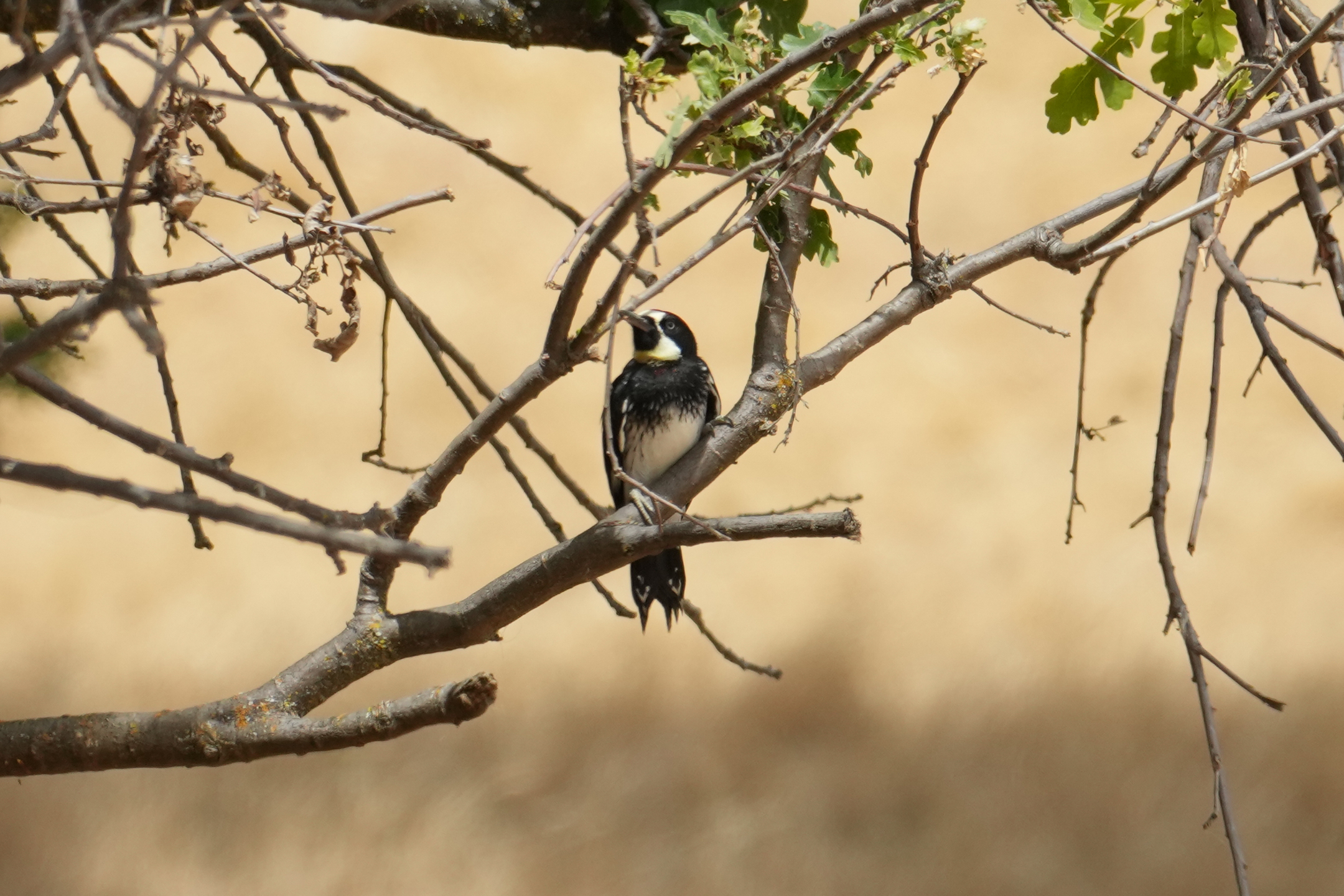 Acorn Woodpecker