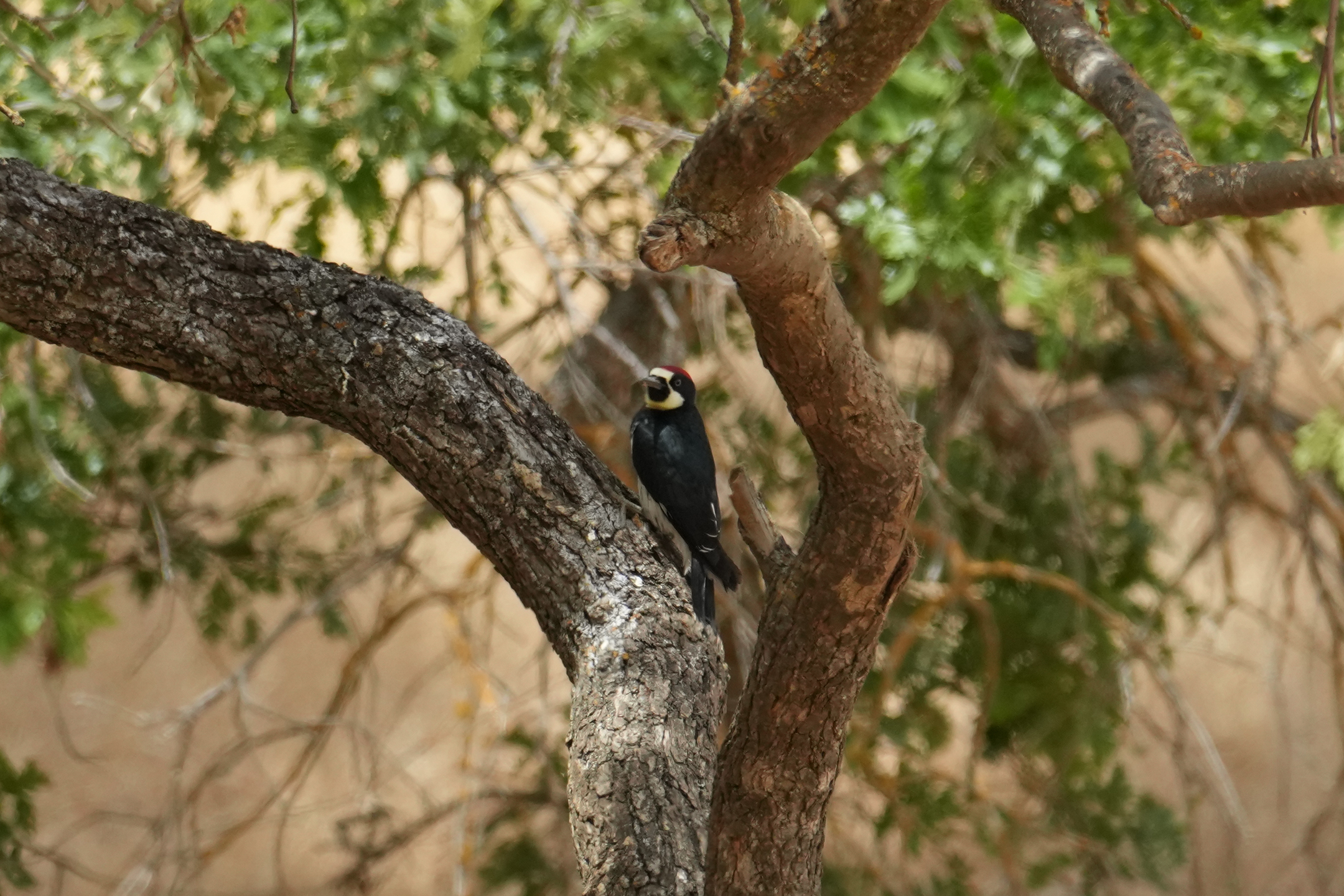 Acorn Woodpecker