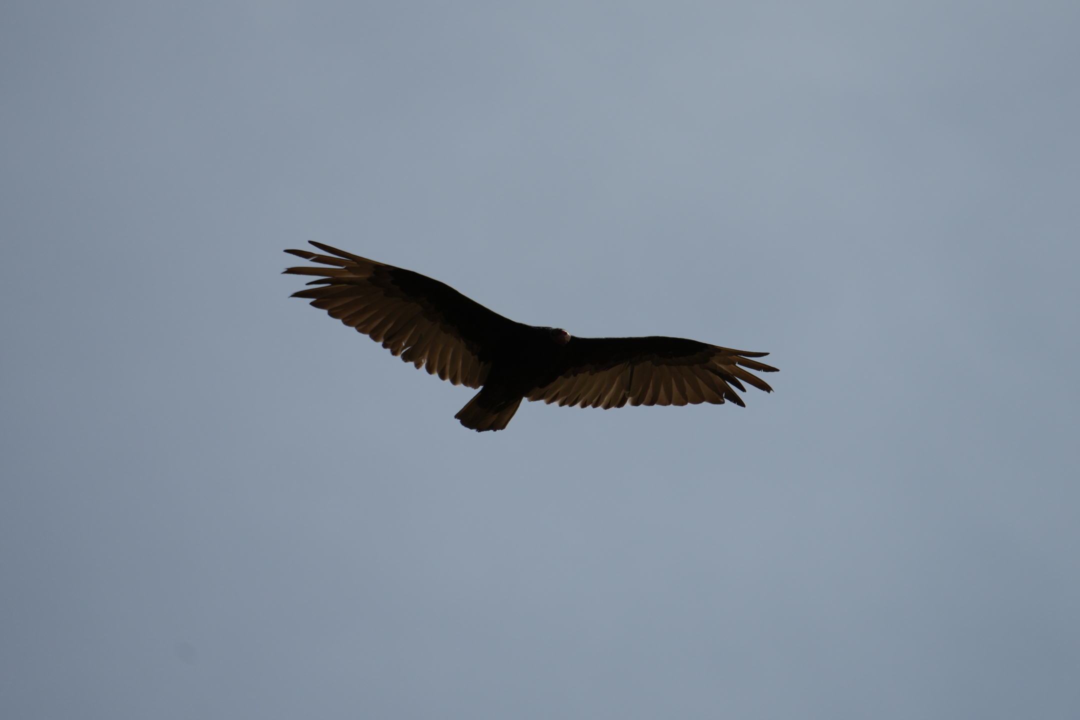 Turkey Vulture