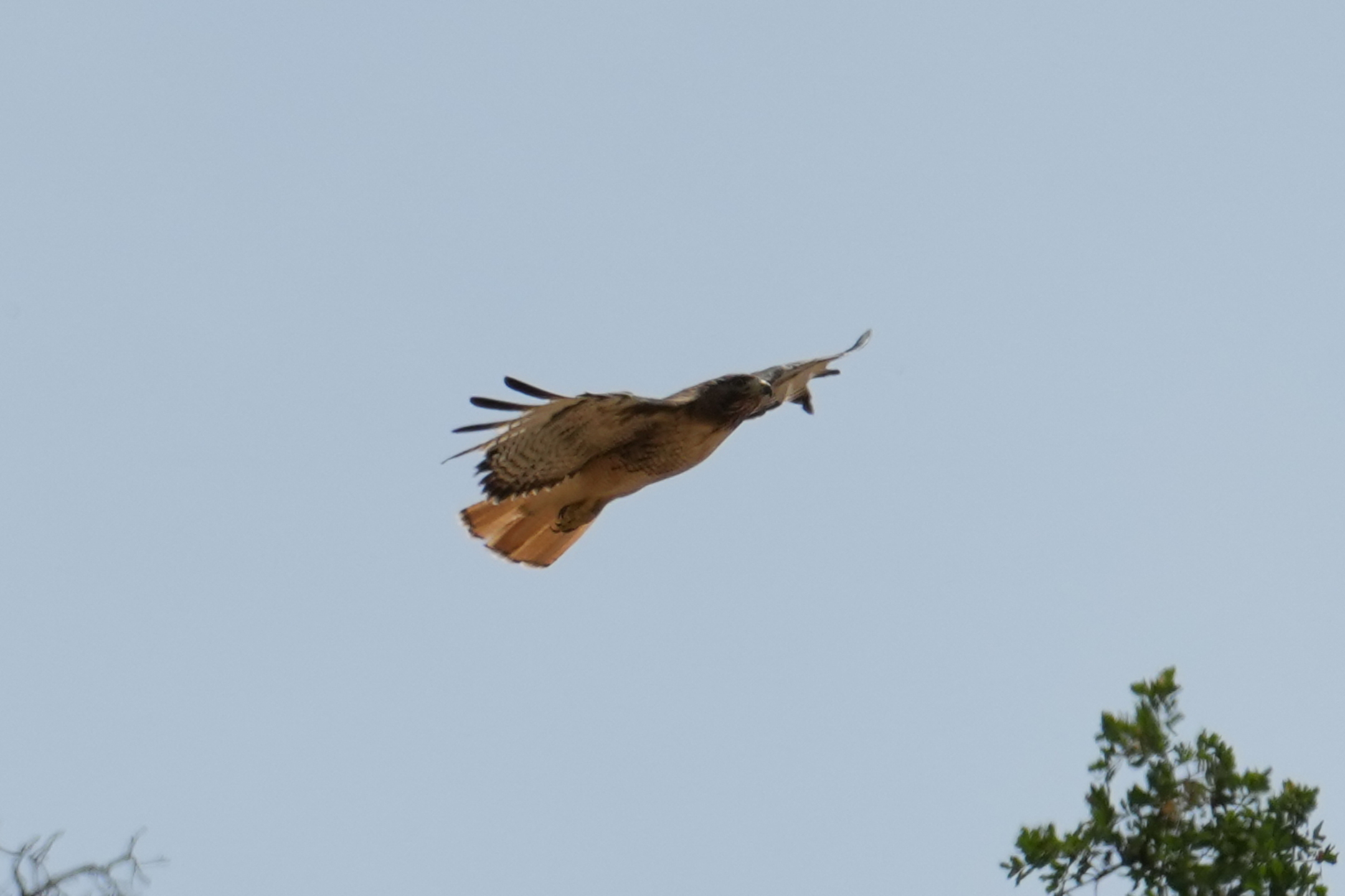 Red-Tailed Hawk